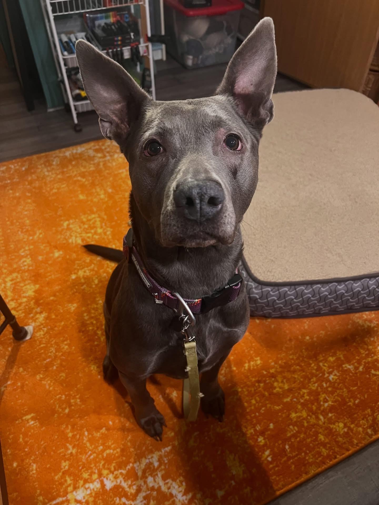 Enlarge Darla, a Adoptable mixed breed in Darien Center, NY image 2/5