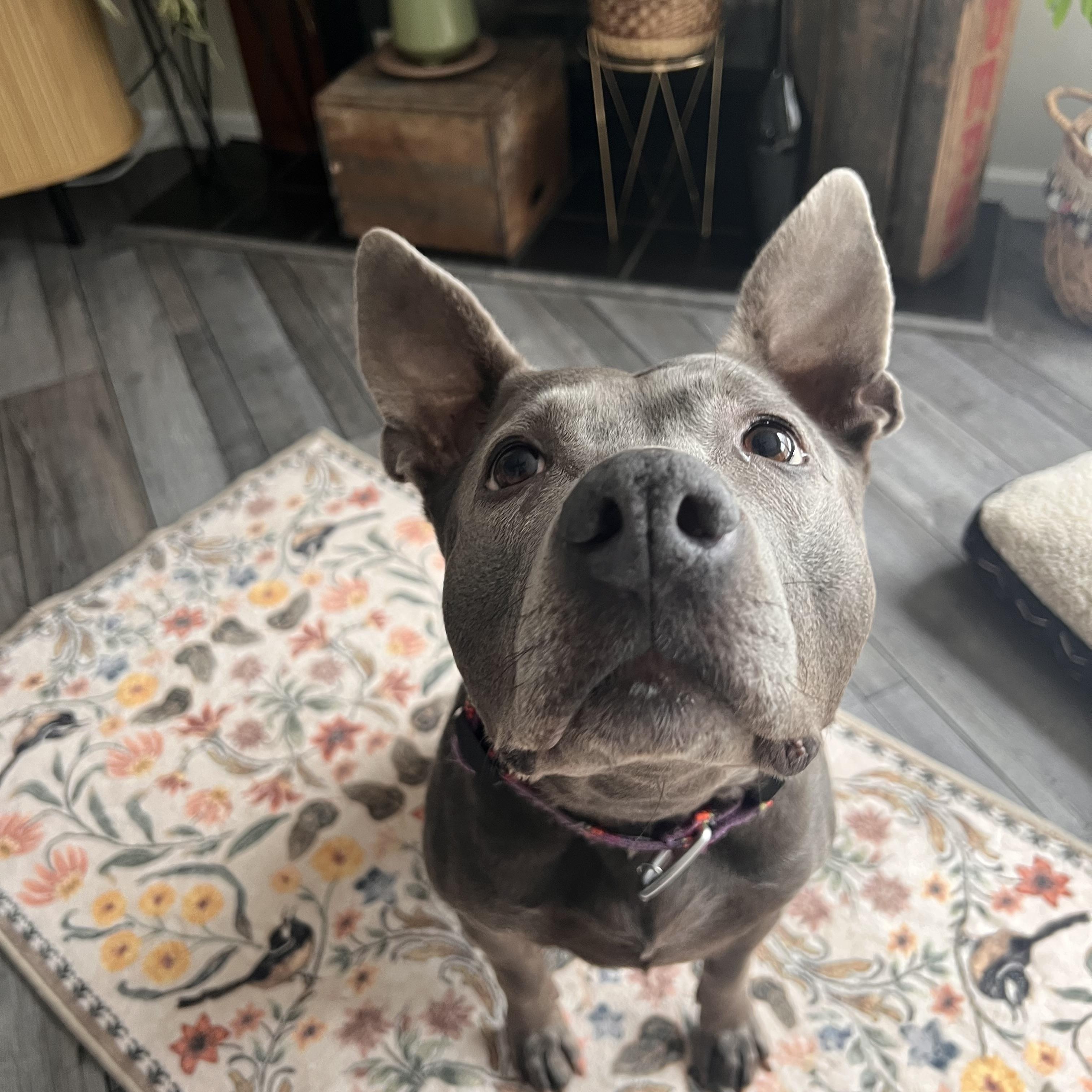 Enlarge Darla, a Adoptable mixed breed in Darien Center, NY image 3/5