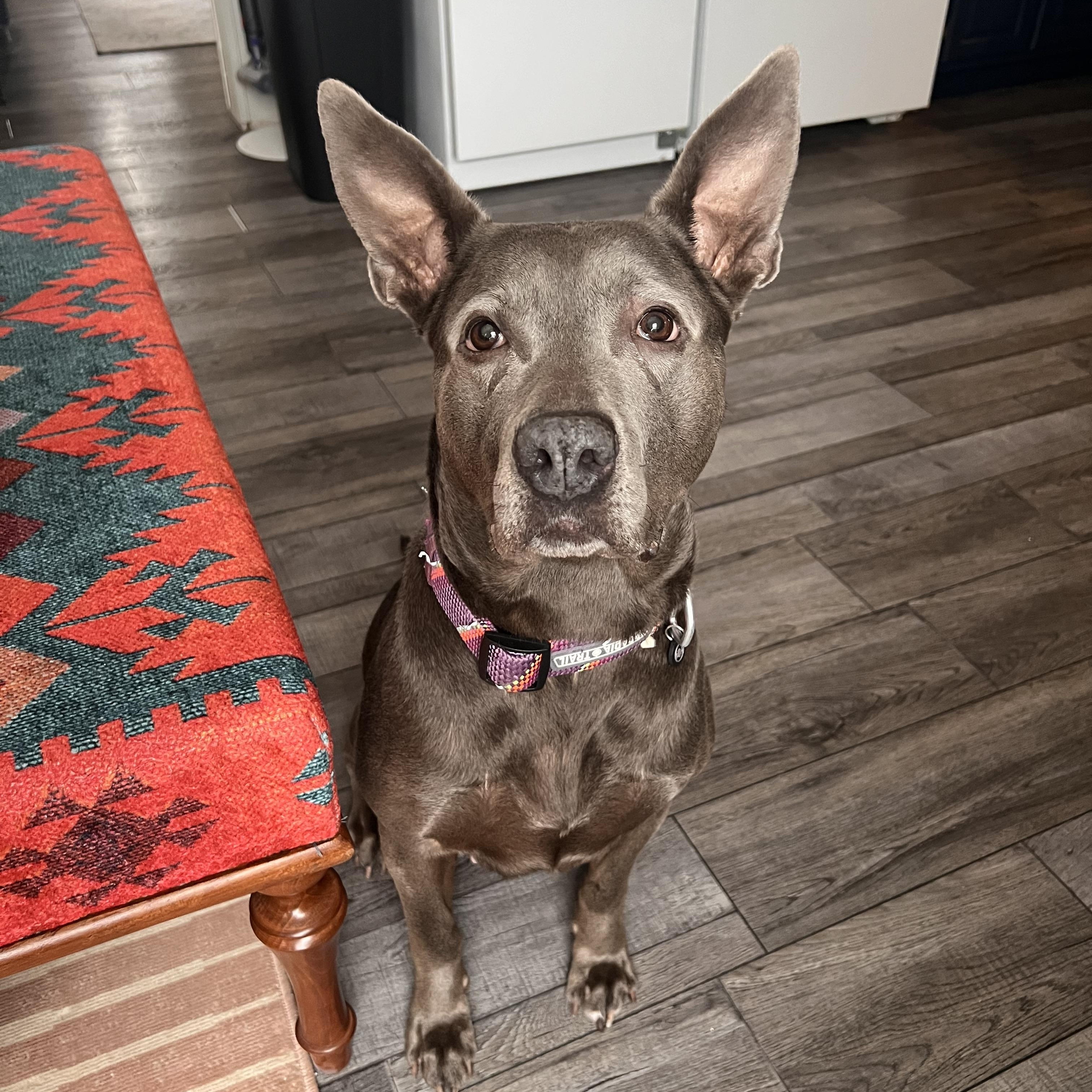 Darla, Adoptable, Adult Female Pit Bull Terrier & Thai Ridgeback.