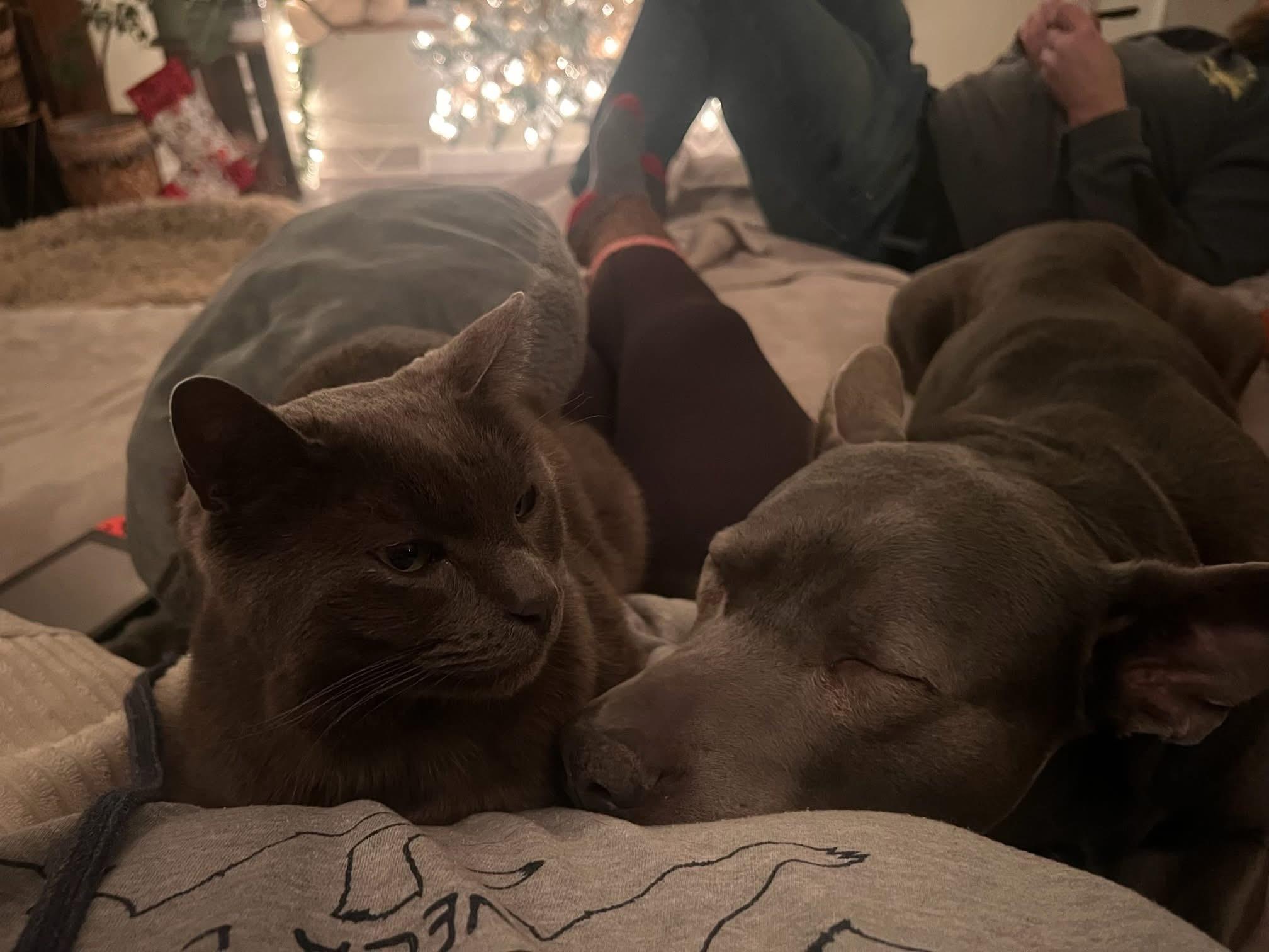 Enlarge Darla, a Adoptable mixed breed in Darien Center, NY image 4/5