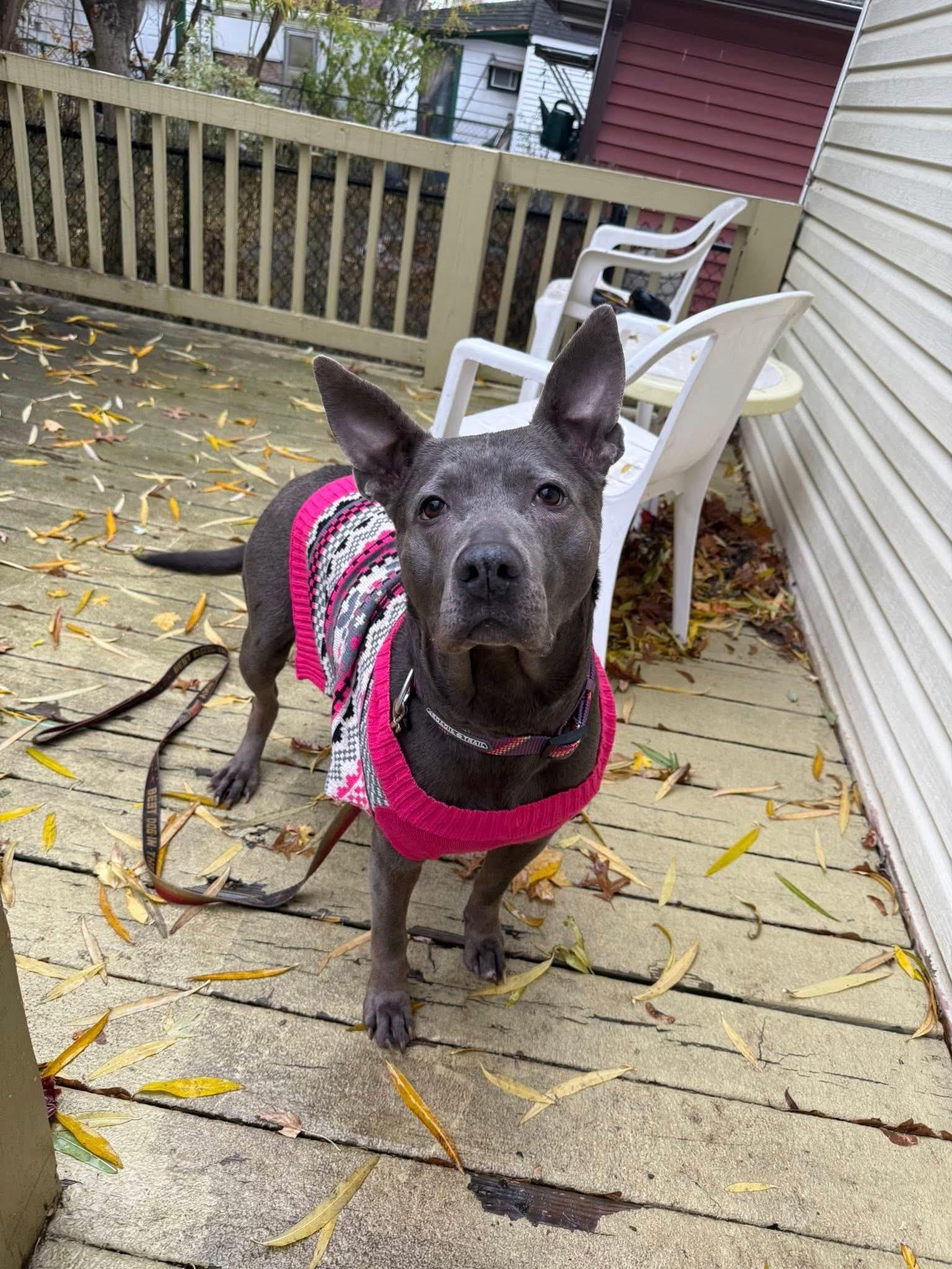 Enlarge Darla, a Adoptable mixed breed in Darien Center, NY image 5/5