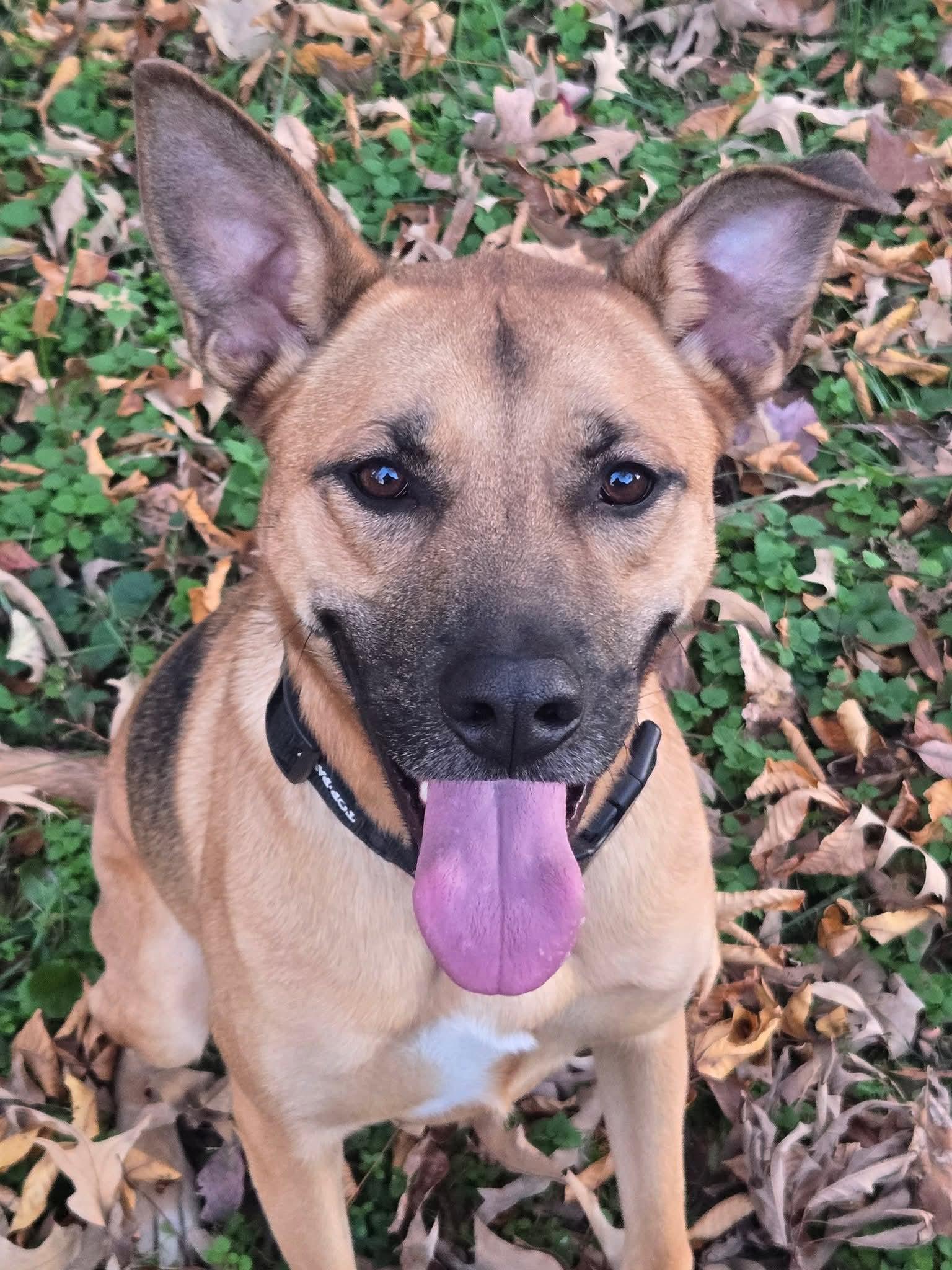 Enlarge Hunter, a Adoptable mixed breed image 2/2