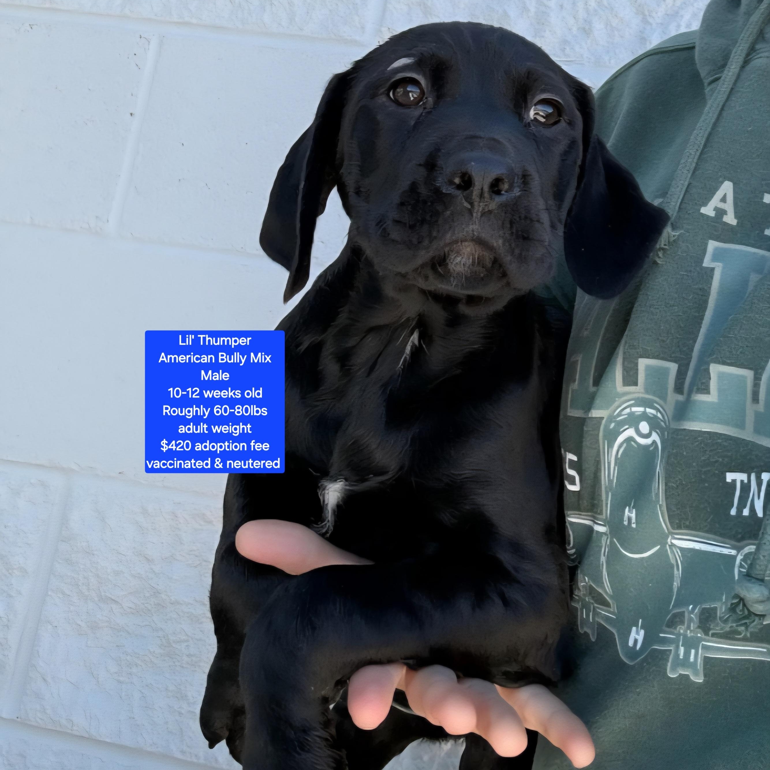 Lil Thumper, ADOPTABLE, Puppy Male American Bully.