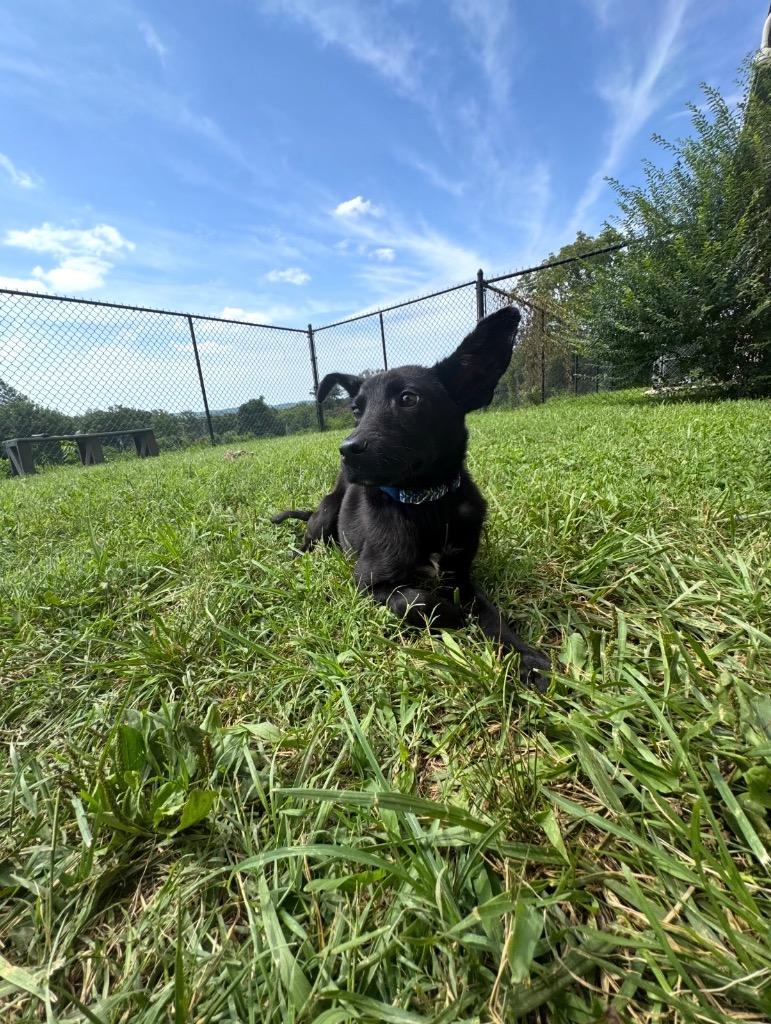 Noah, Adoptable, Puppy Male Mixed Breed.