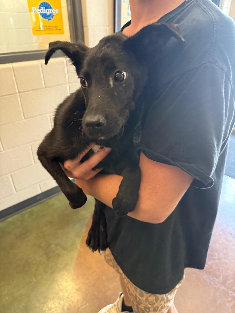 Enlarge Noah, a Adoptable mixed breed in Gallatin, TN image 2/2
