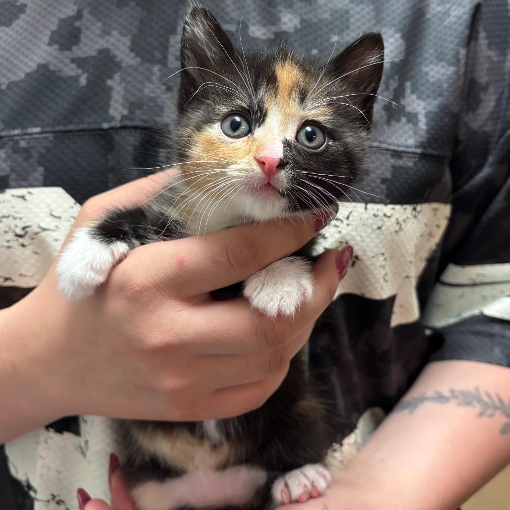 Rocky, Adoptable, Kitten Female Domestic Short Hair.