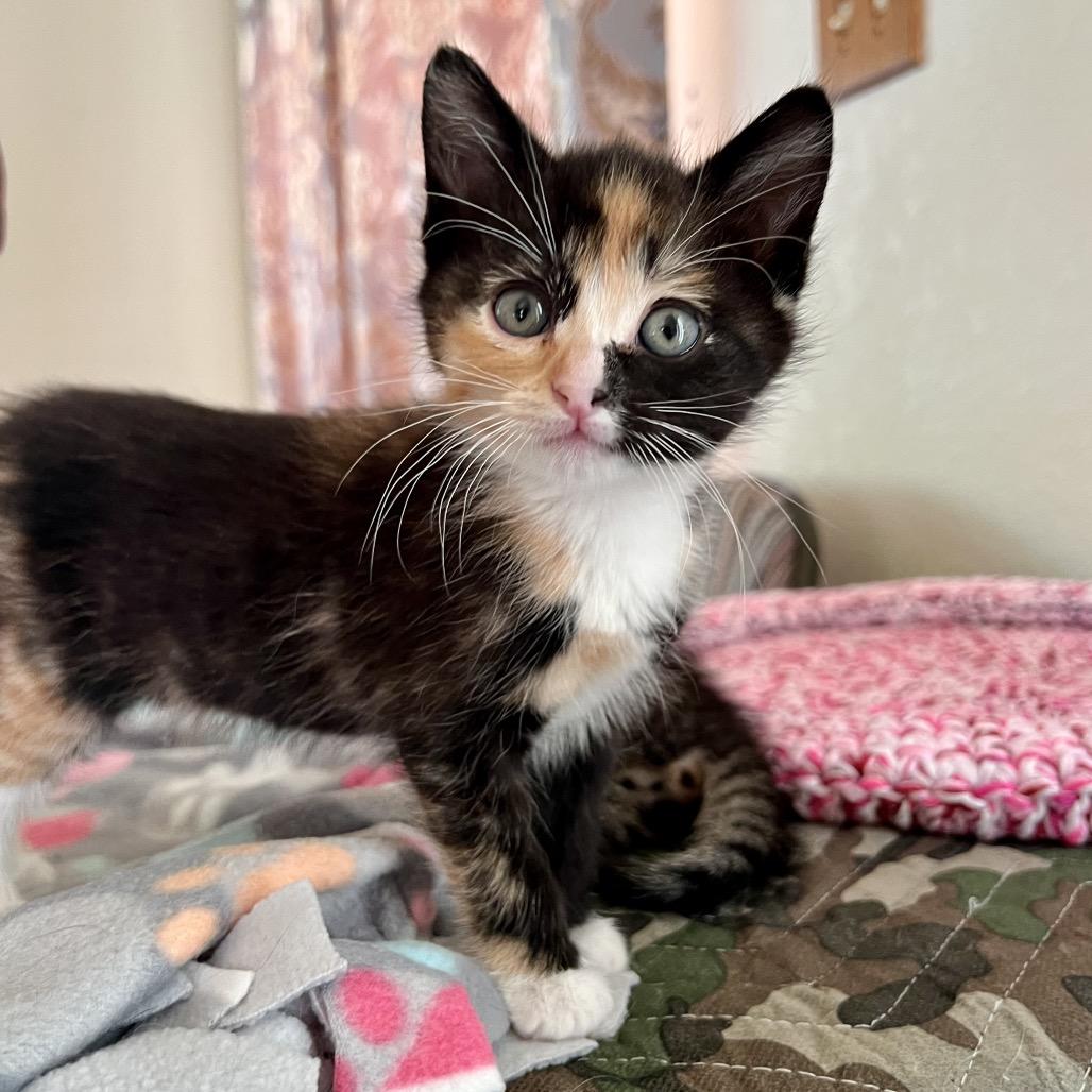 Enlarge Rocky, a Adoptable Domestic Short Hair in Morgan Hill, CA image 2/6