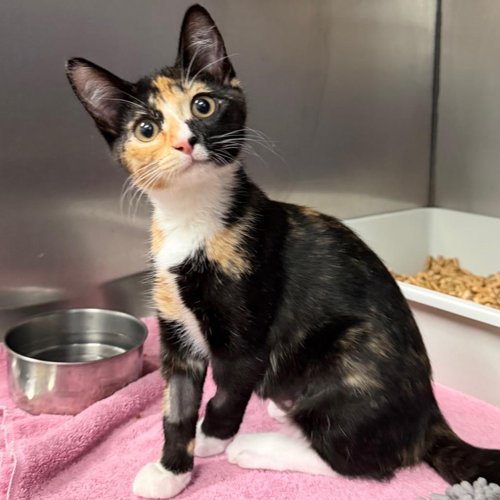 Enlarge Rocky, a Adoptable Domestic Short Hair in Morgan Hill, CA image 3/6