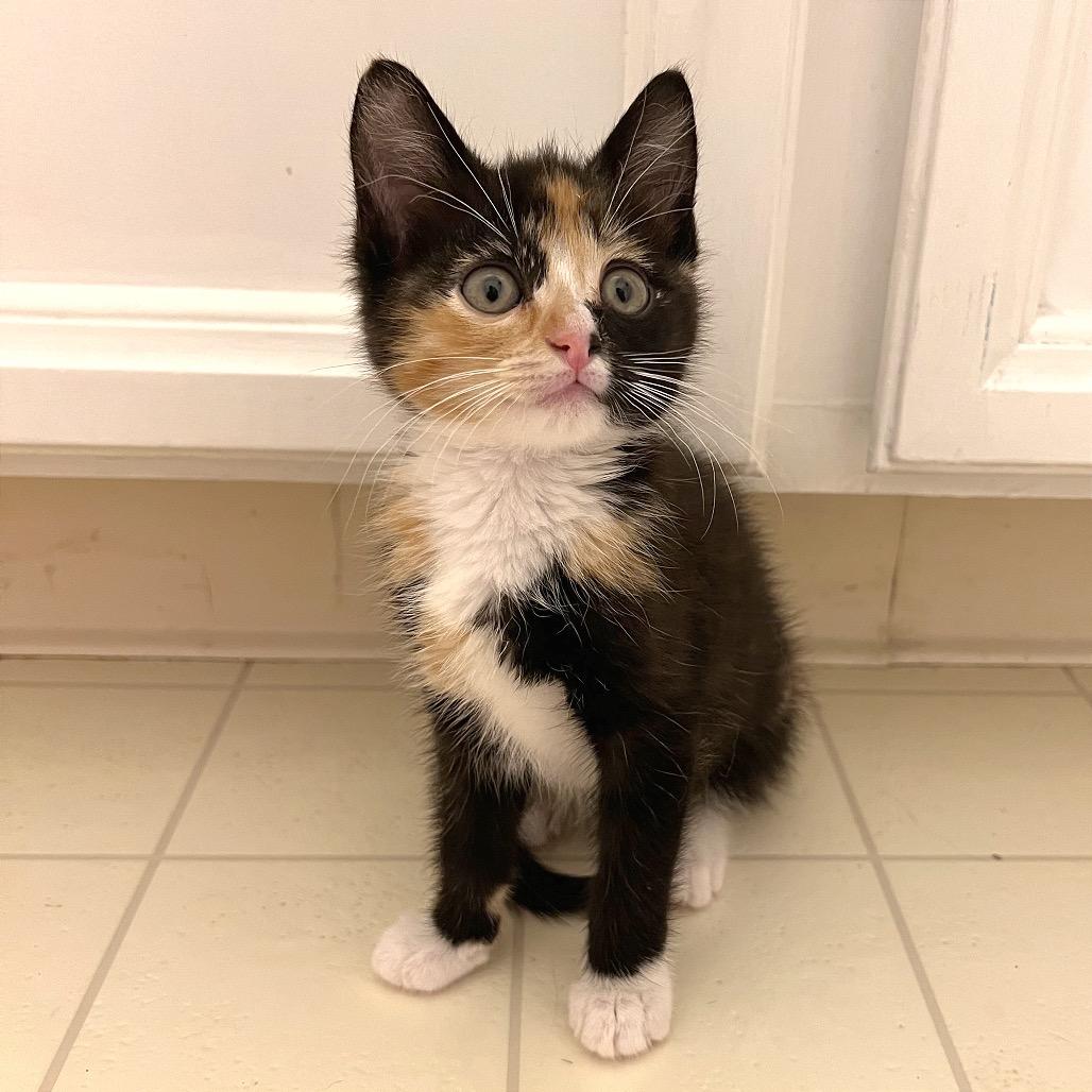 Enlarge Rocky, a Adoptable Domestic Short Hair in Morgan Hill, CA image 5/6