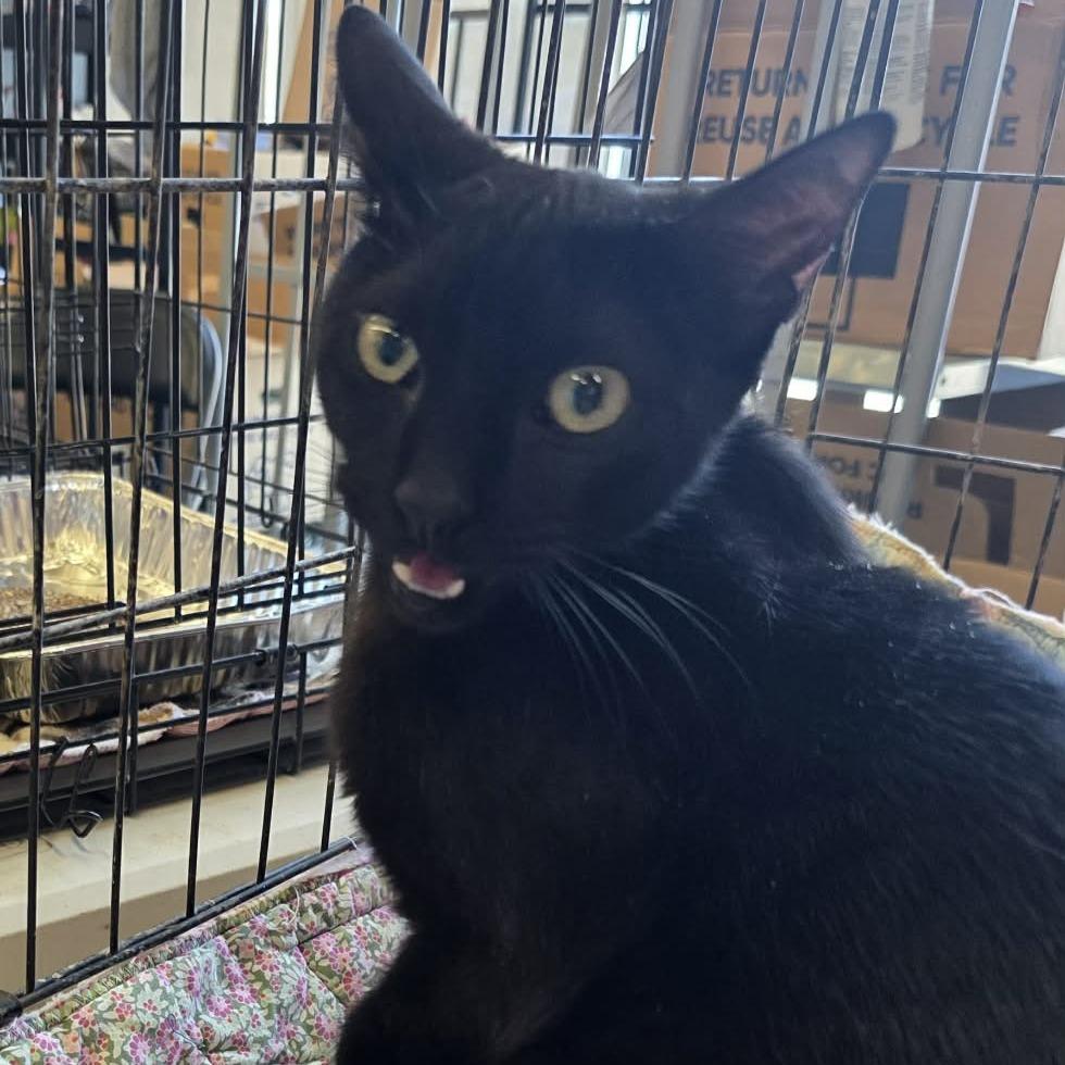 Turquoise, Adoptable, Adult Female Domestic Short Hair & Domestic Short Hair.