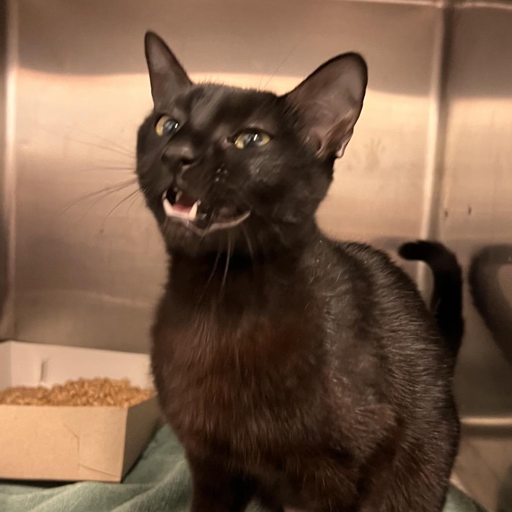 Turquoise, a Adoptable mixed breed in Amarillo, TX image 3/6