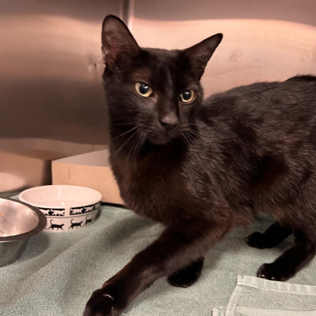 Turquoise, a Adoptable mixed breed in Amarillo, TX image 5/6