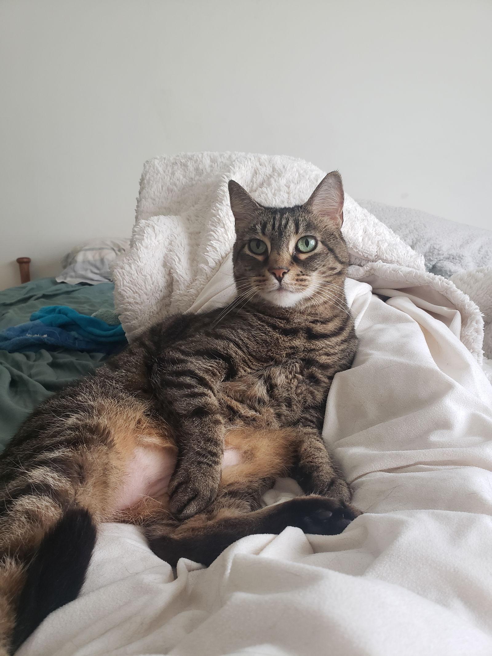 Enlarge Joey & Winry - BONDED, a Adopted Domestic Short Hair in Herndon, VA image 1/3