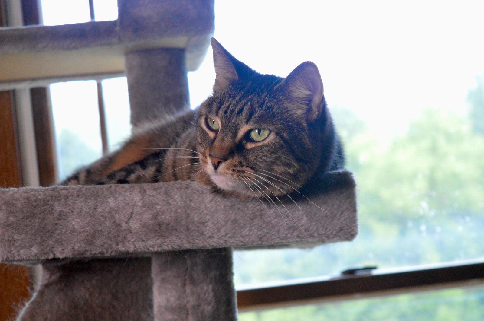 Enlarge Joey & Winry - BONDED, a Adopted Domestic Short Hair in Herndon, VA image 2/3