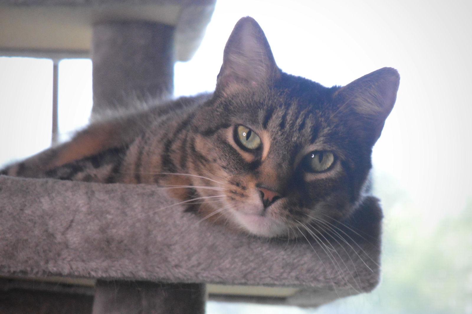 Enlarge Joey & Winry - BONDED, a Adopted Domestic Short Hair in Herndon, VA image 3/3