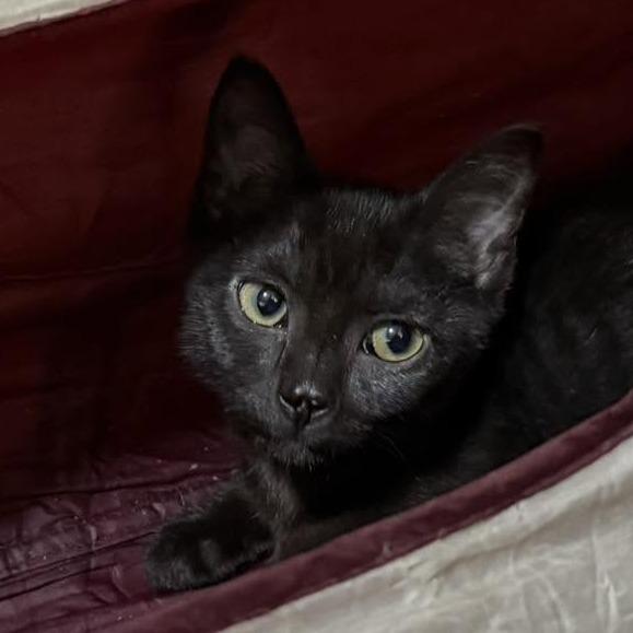 Willow, Adoptable, Kitten Female Domestic Short Hair.