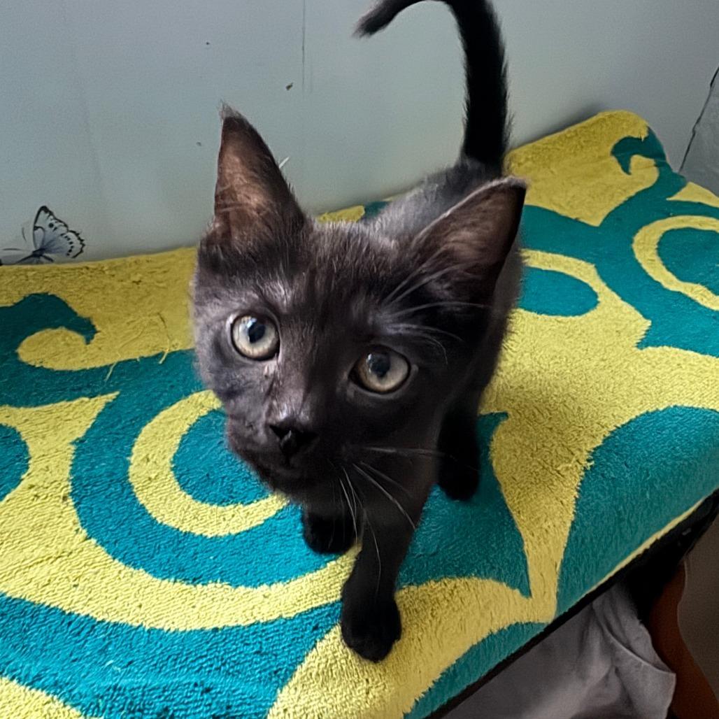 Willow, a Adoptable Domestic Short Hair in Richland, MI image 2/4