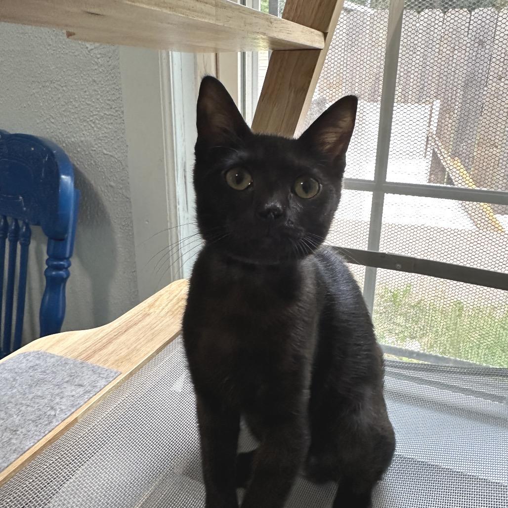 Willow, a Adoptable Domestic Short Hair in Richland, MI image 3/4