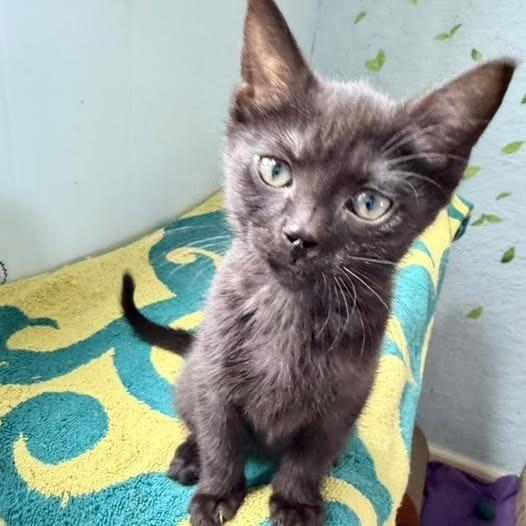 Willow, a Adoptable Domestic Short Hair in Richland, MI image 4/4
