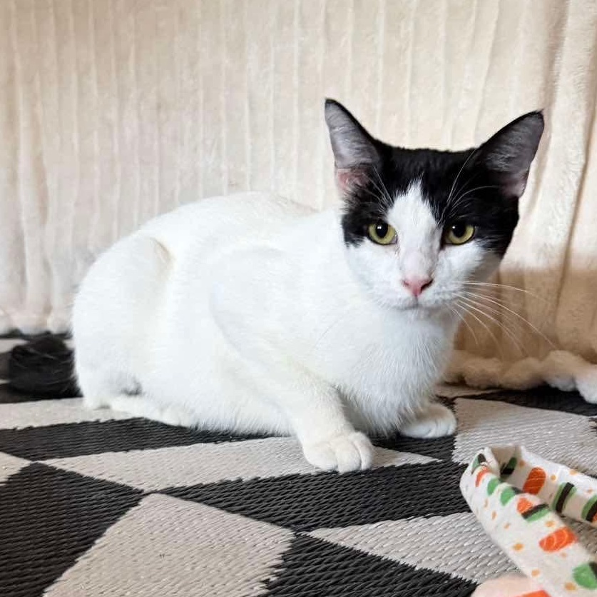 Enlarge Penny, a Adoptable mixed breed in Southfield , MI image 6/6