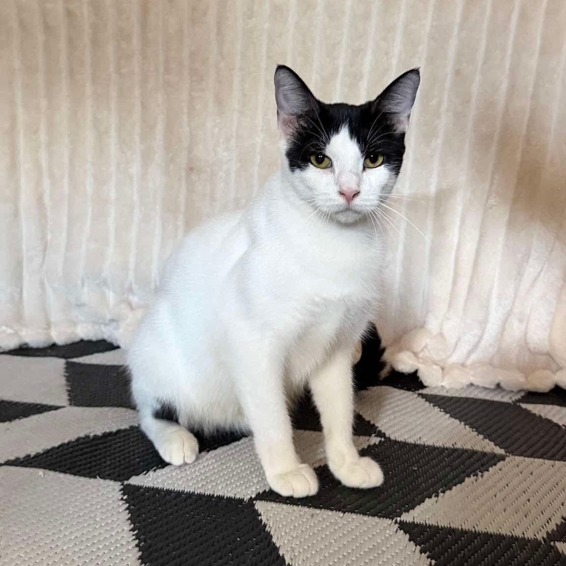 Penny, Adoptable, Young Female Domestic Short Hair.