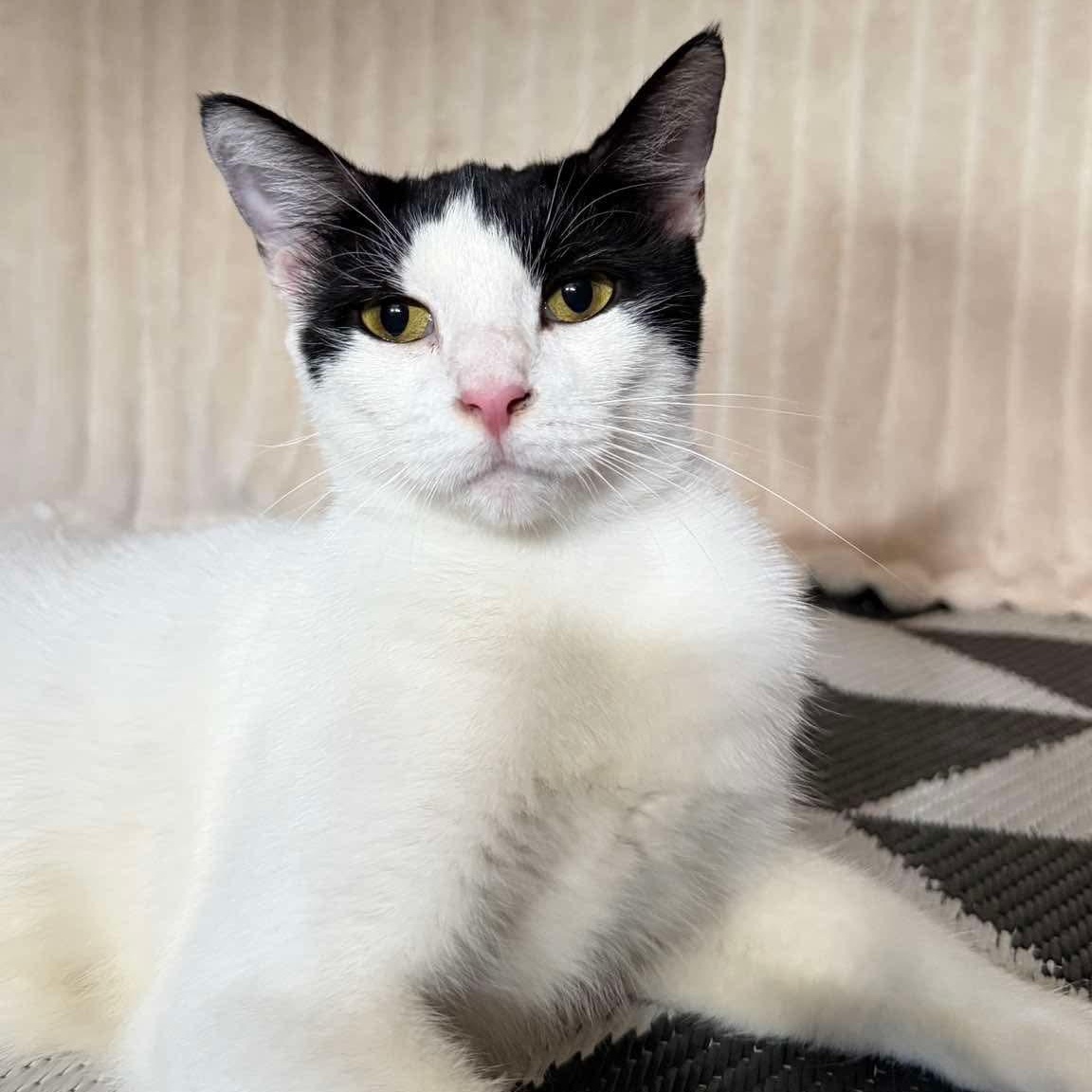 Enlarge Penny, a Adoptable mixed breed in Southfield , MI image 4/6