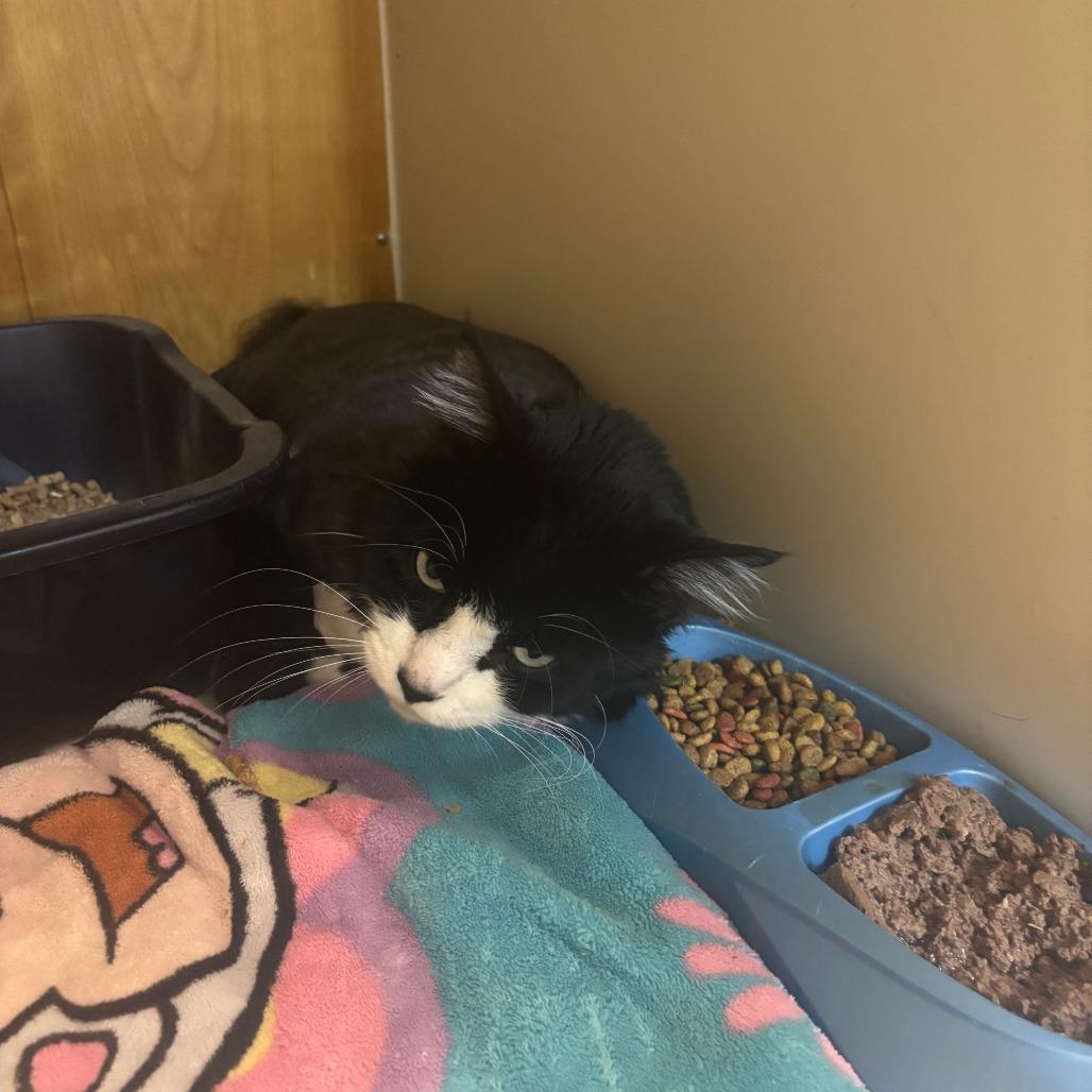 Beau, Adoptable, Adult Male Domestic Long Hair.