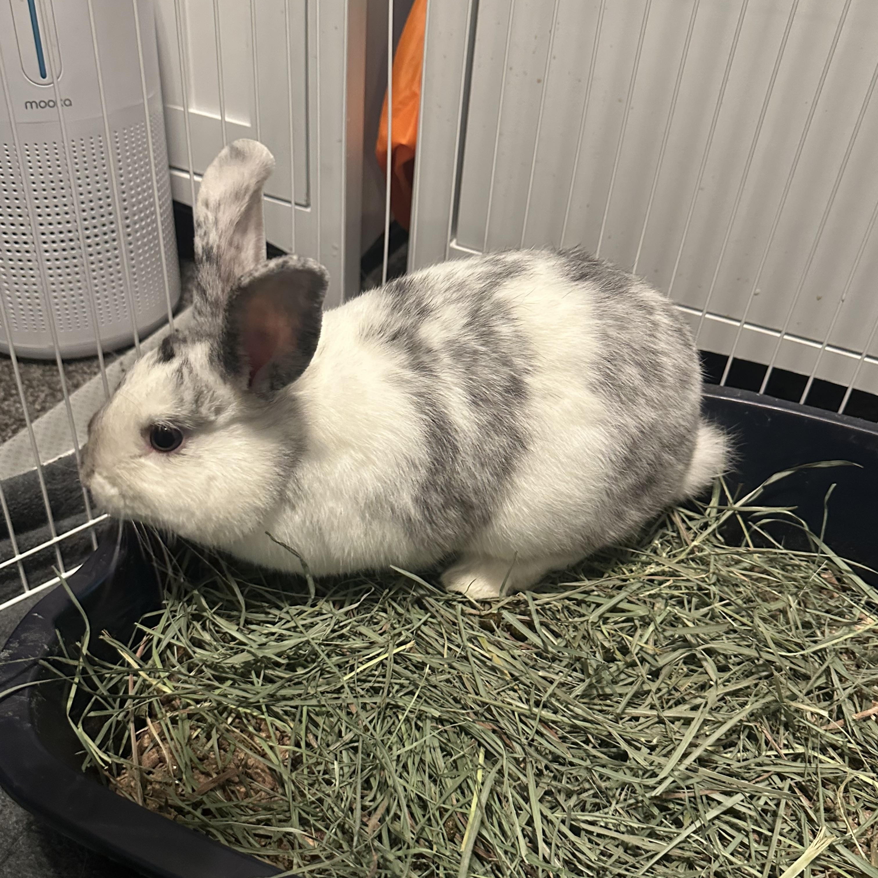 Enlarge Sullivan, a Adoptable Harlequin in Cream Ridge, NJ image 4/5