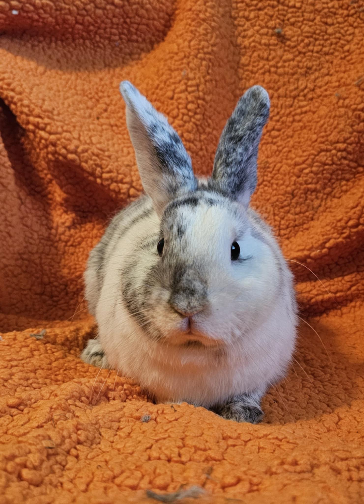 Enlarge Sullivan, a Adoptable Harlequin in Cream Ridge, NJ image 2/5