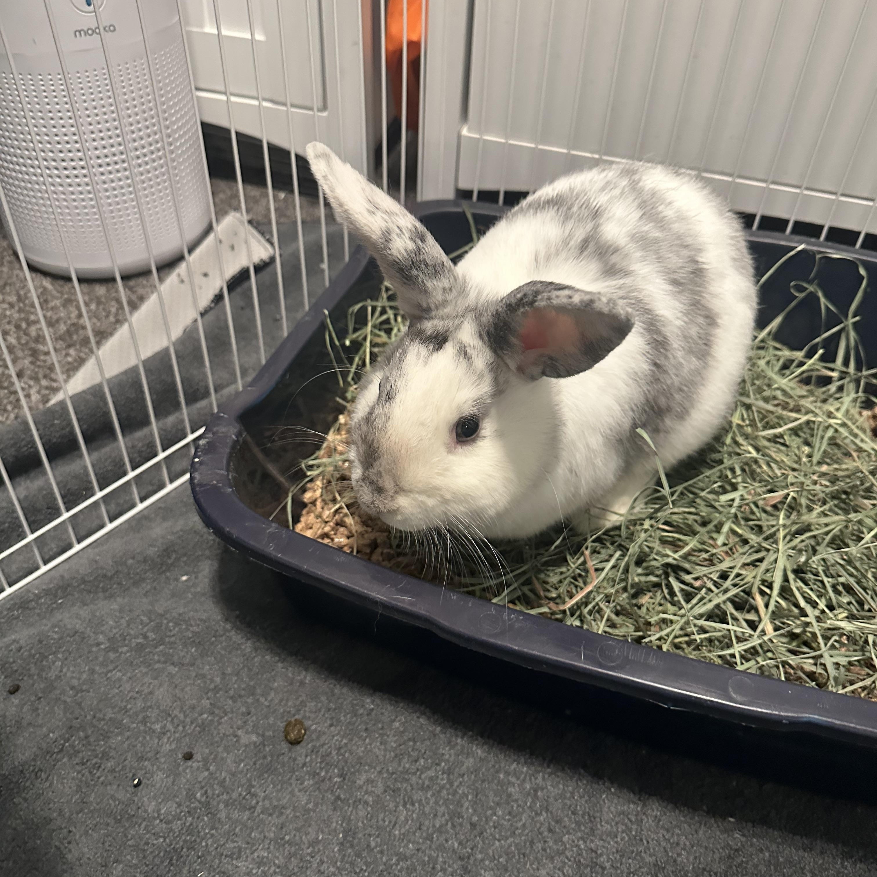 Enlarge Sullivan, a Adoptable Harlequin in Cream Ridge, NJ image 3/5