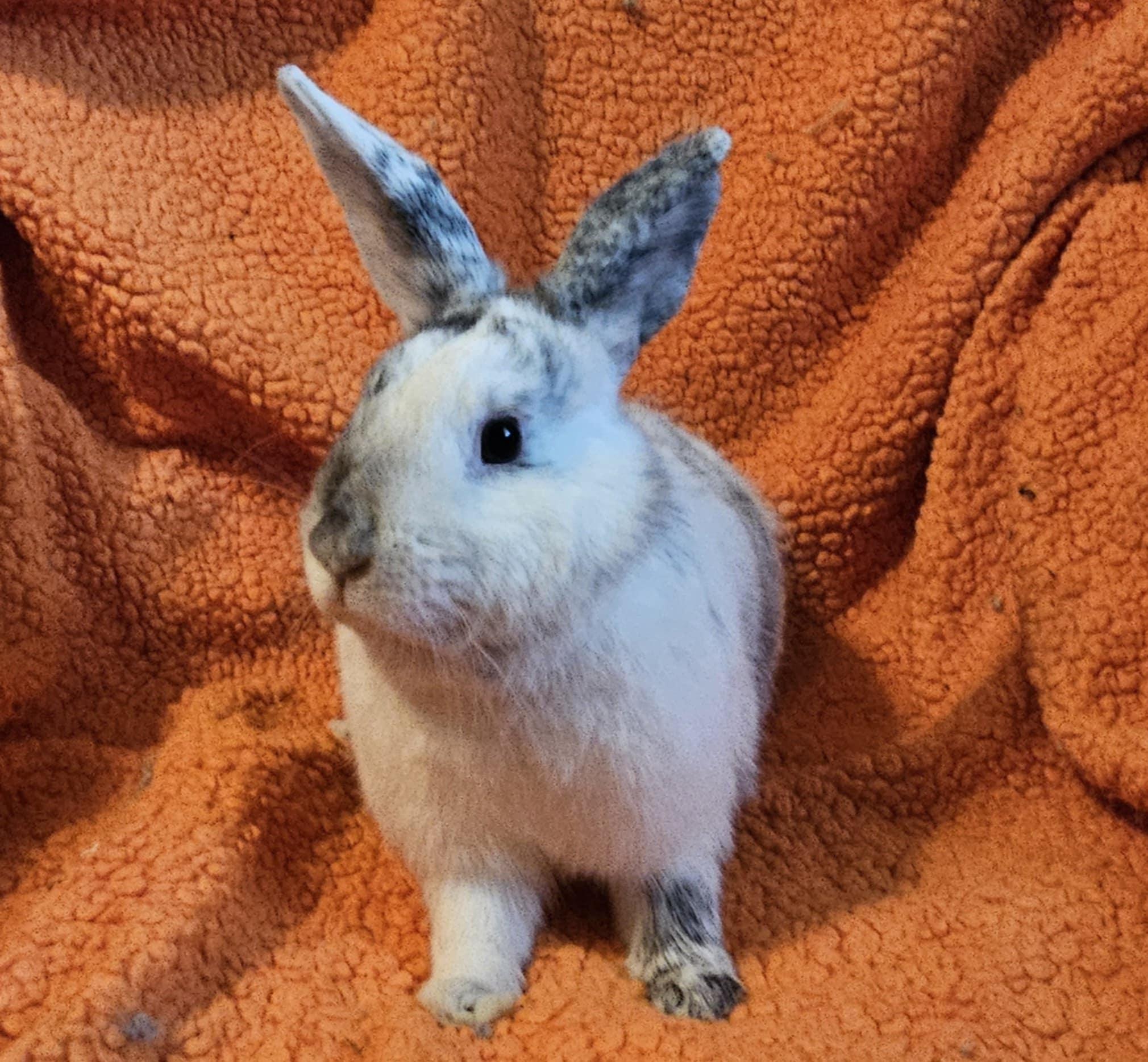 Enlarge Sullivan, a Adoptable Harlequin in Cream Ridge, NJ image 5/5