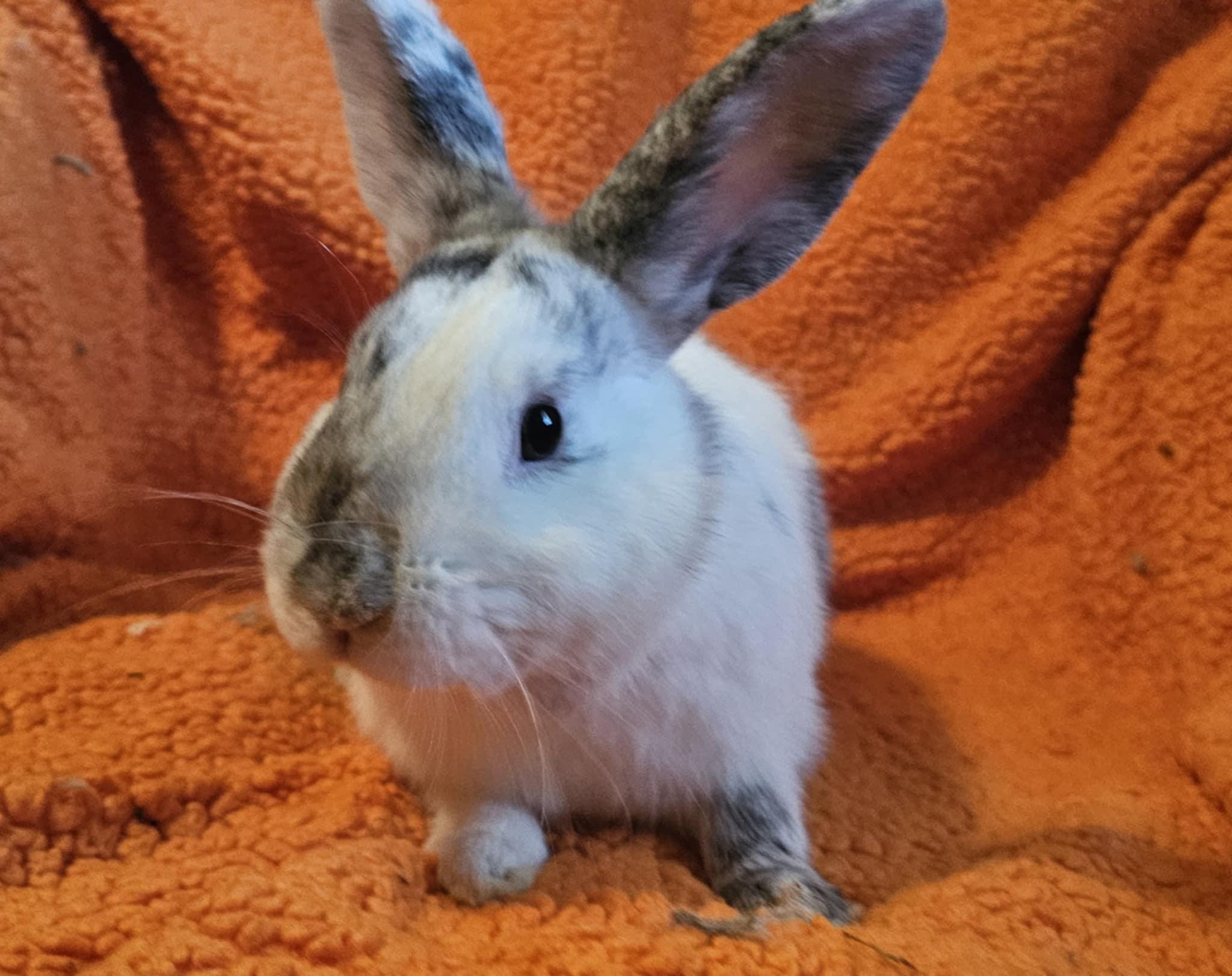 Sullivan, Adult Male Harlequin