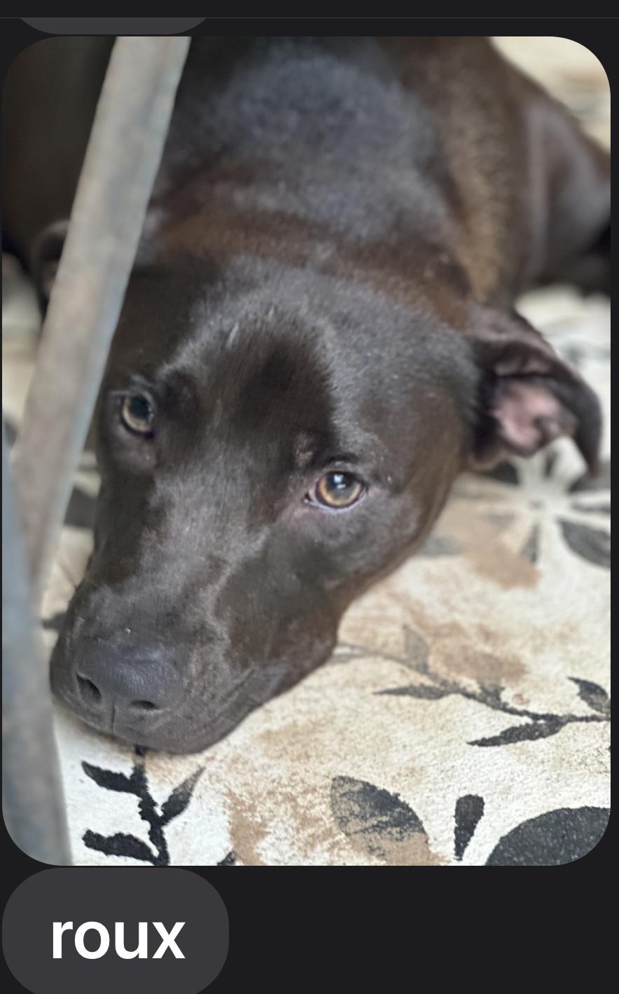ROUX….A GOOD TIME IN A DOG BODY!!!, Adoptable, Adult Female Black Labrador Retriever & Hound.