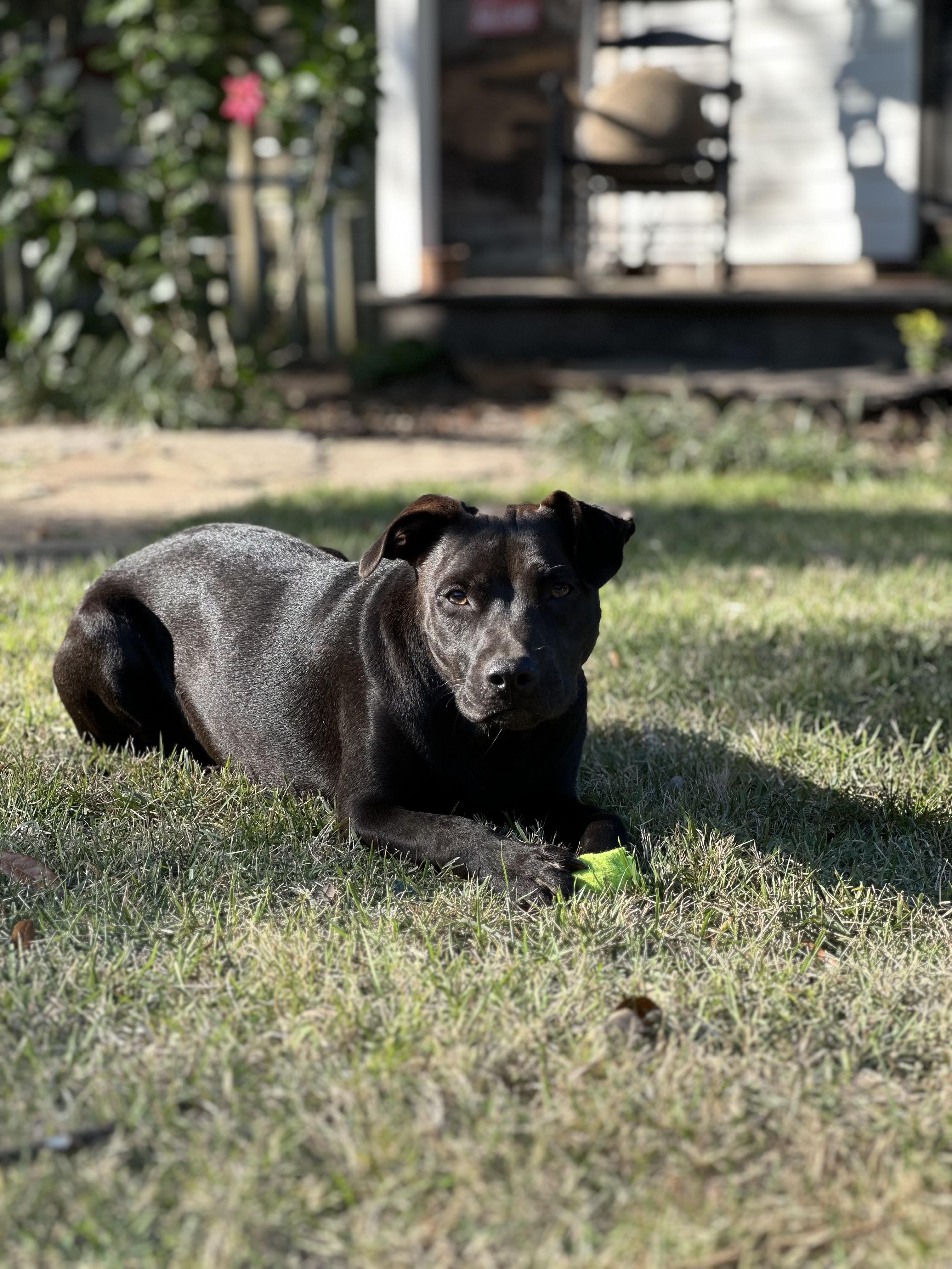 Enlarge ROUX….A GOOD TIME IN A DOG BODY!!!, a Adoptable mixed breed in Cantonment, FL image 3/6