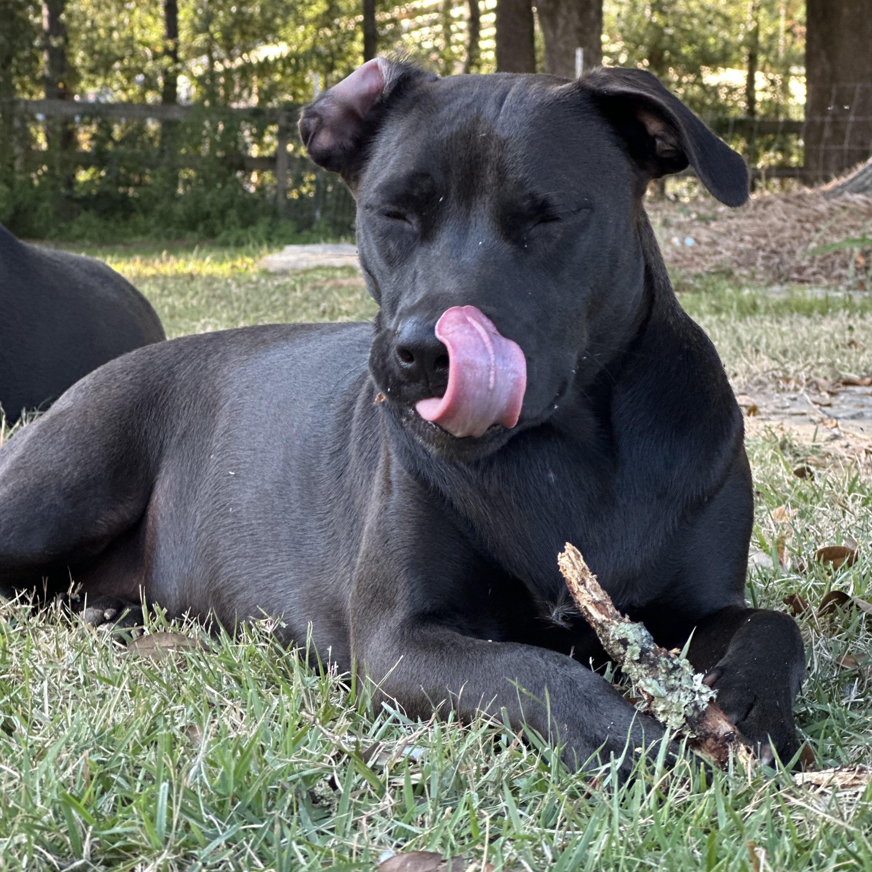 Enlarge ROUX….A GOOD TIME IN A DOG BODY!!!, a Adoptable mixed breed in Cantonment, FL image 1/6