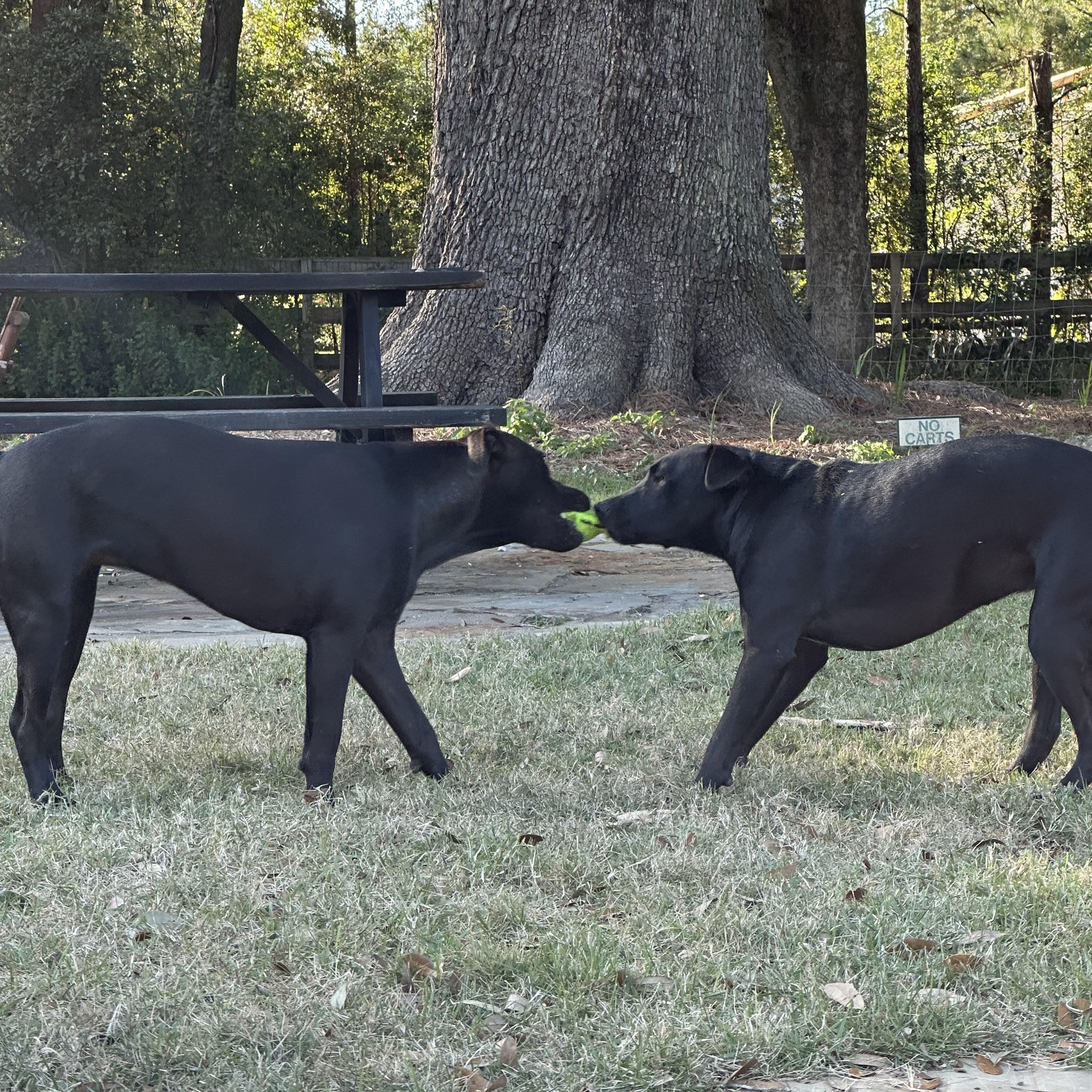 Enlarge ROUX….A GOOD TIME IN A DOG BODY!!!, a Adoptable mixed breed in Cantonment, FL image 4/6