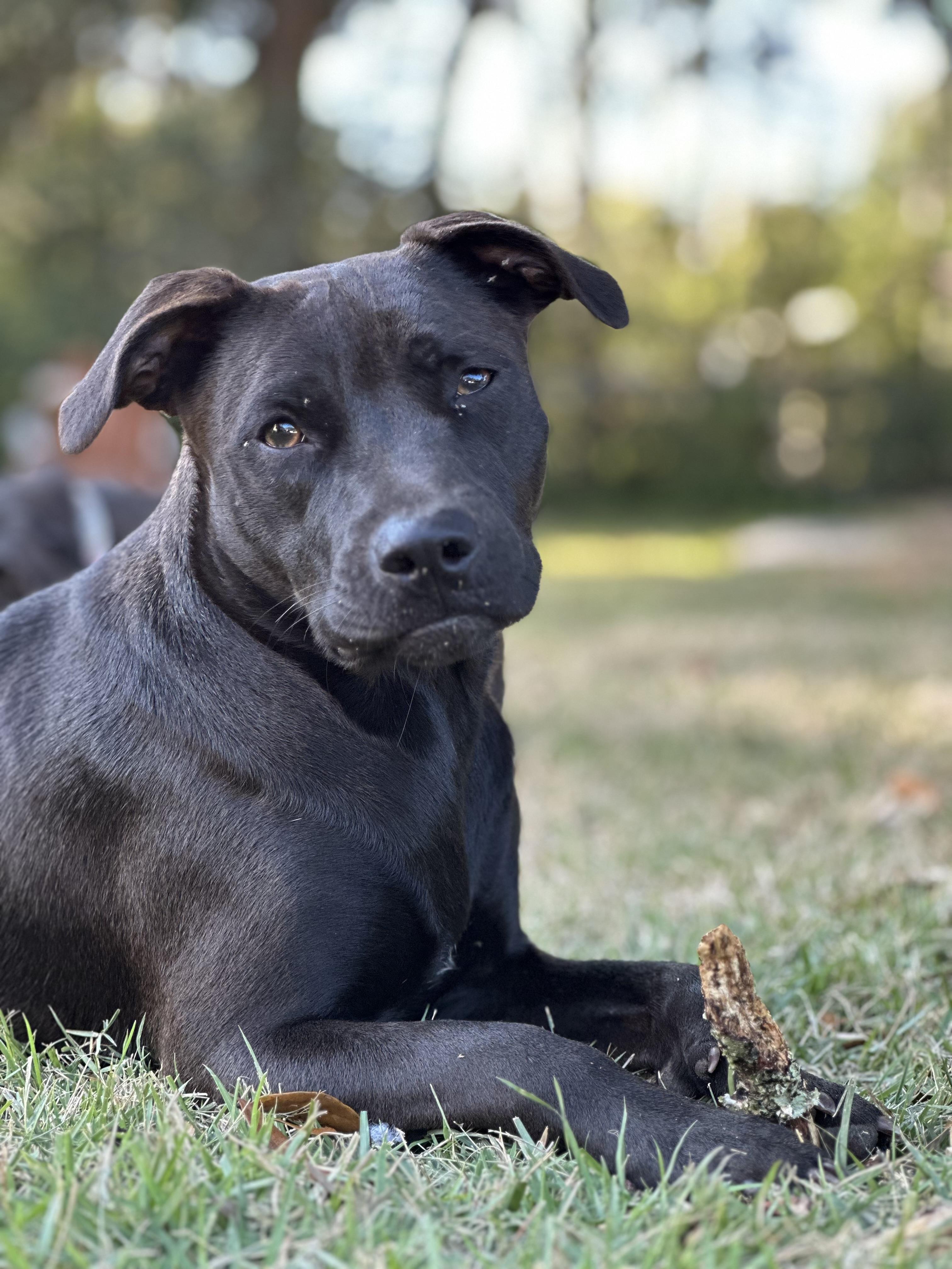 Enlarge ROUX….A GOOD TIME IN A DOG BODY!!!, a Adoptable mixed breed in Cantonment, FL image 5/6