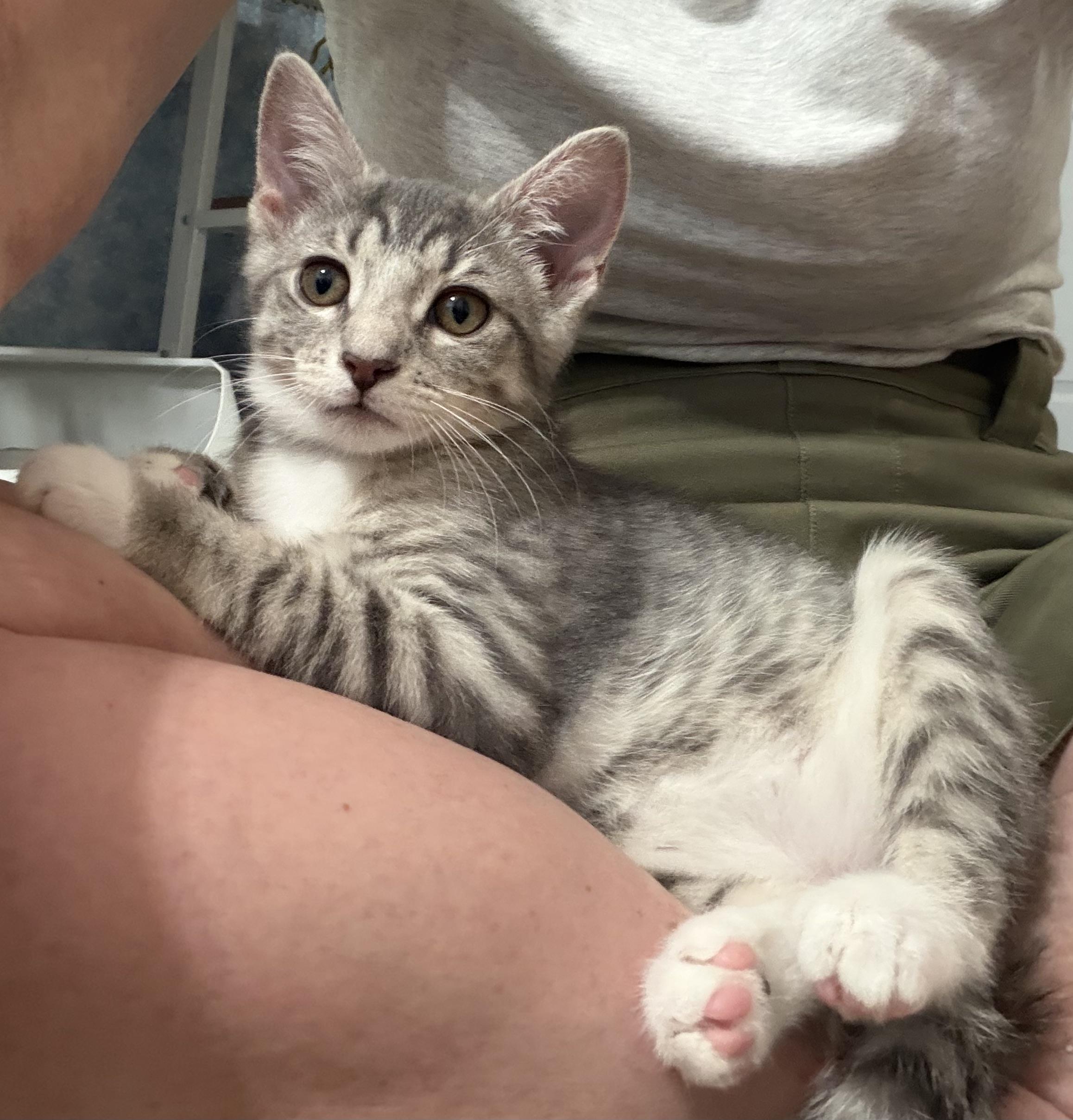 Enlarge Toulouse & Marie, an adopted Domestic Short Hair in Frederick, MD image 3/3