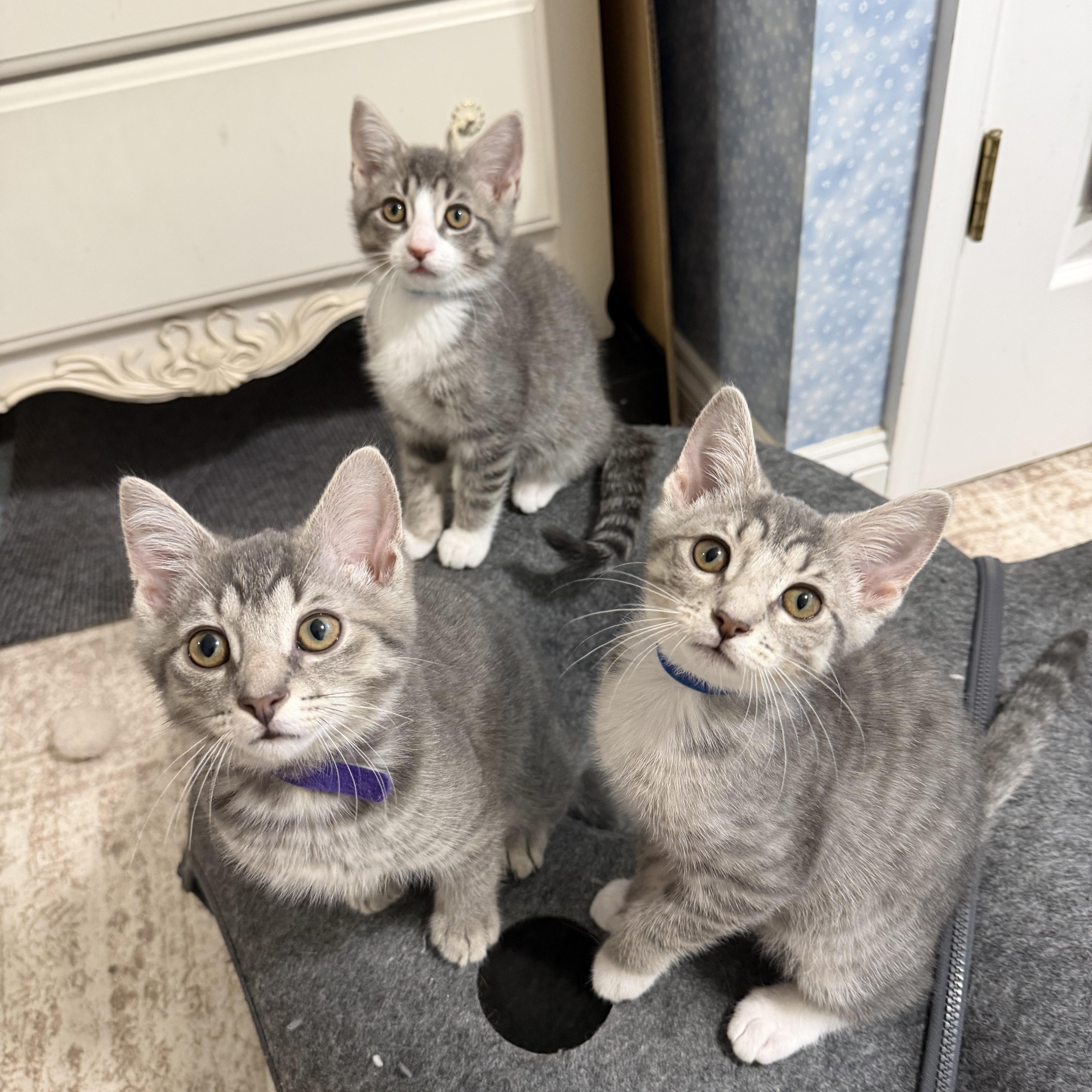 Enlarge Toulouse & Marie, an adopted Domestic Short Hair in Frederick, MD image 2/3