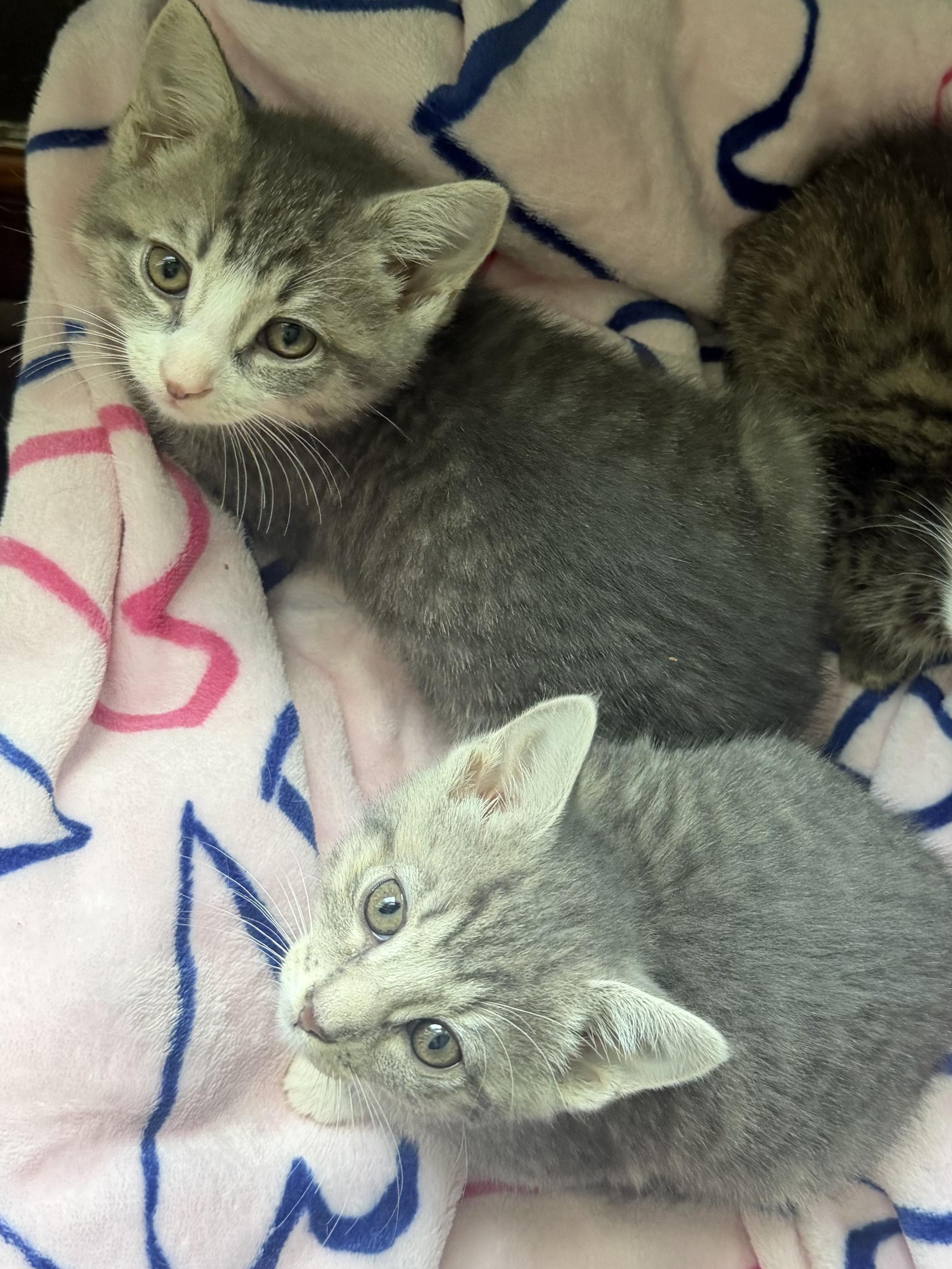Toulouse & Marie, adopted, Kitten Male Domestic Short Hair.