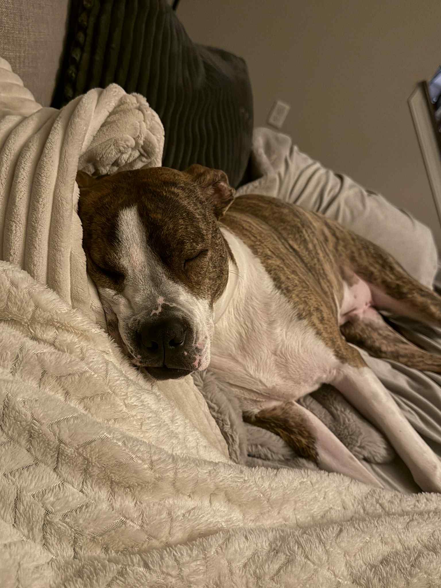 Milo, Adoptable, Young Male Pit Bull Terrier.