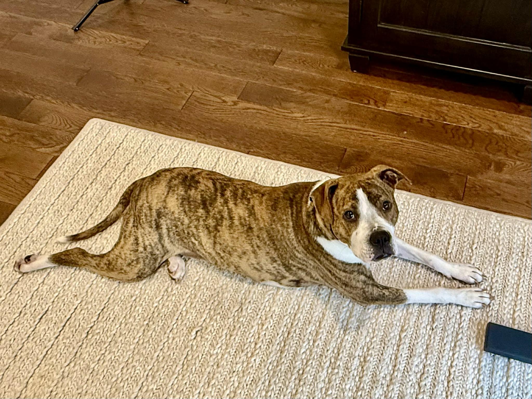 Enlarge Milo, a Adoptable mixed breed in Succasunna, NJ image 5/6