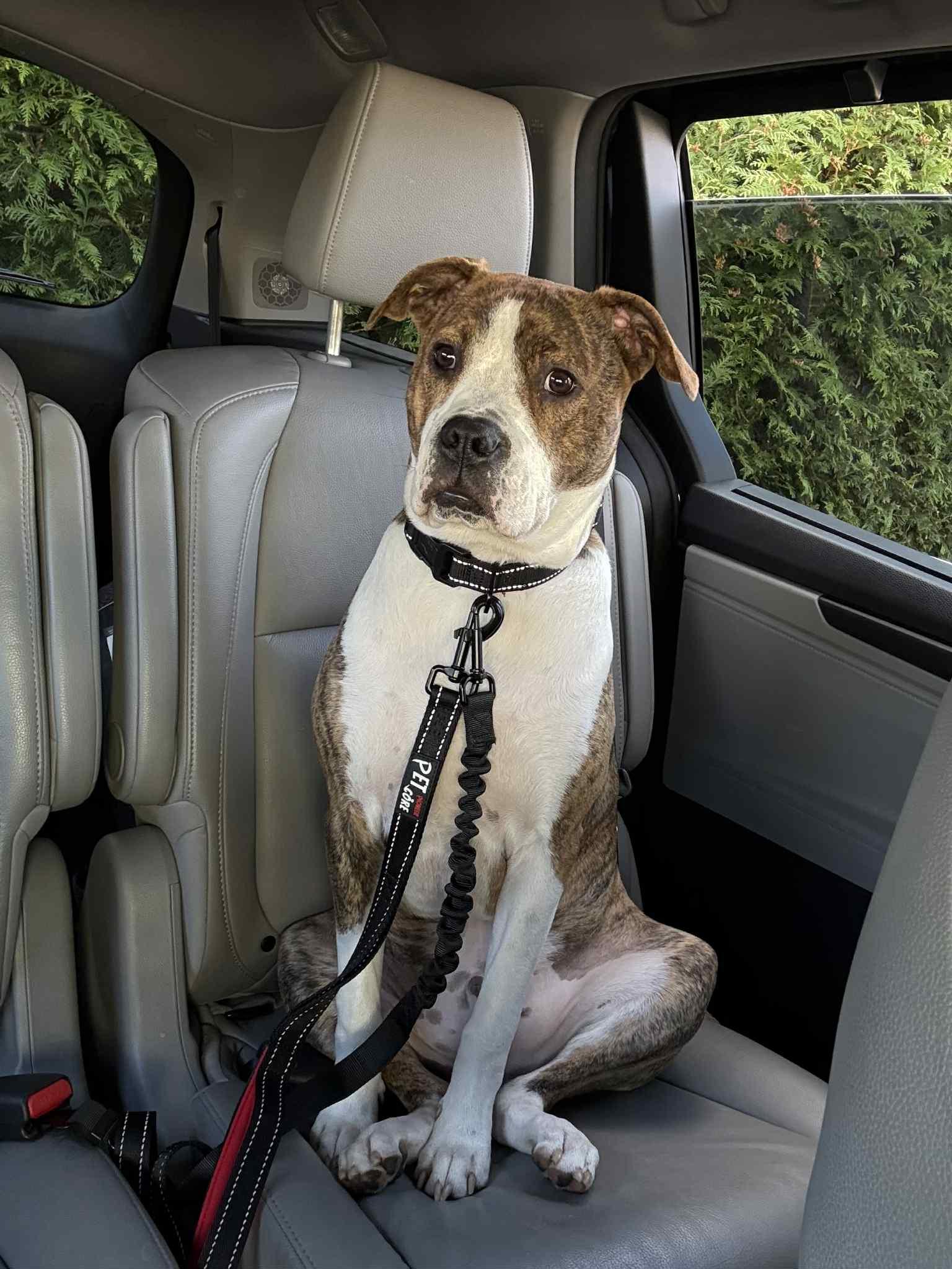 Milo, a Adoptable mixed breed in Succasunna, NJ image 2/4