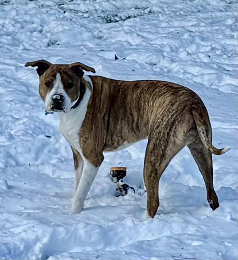Enlarge Milo, a Adoptable mixed breed in Succasunna, NJ image 6/6