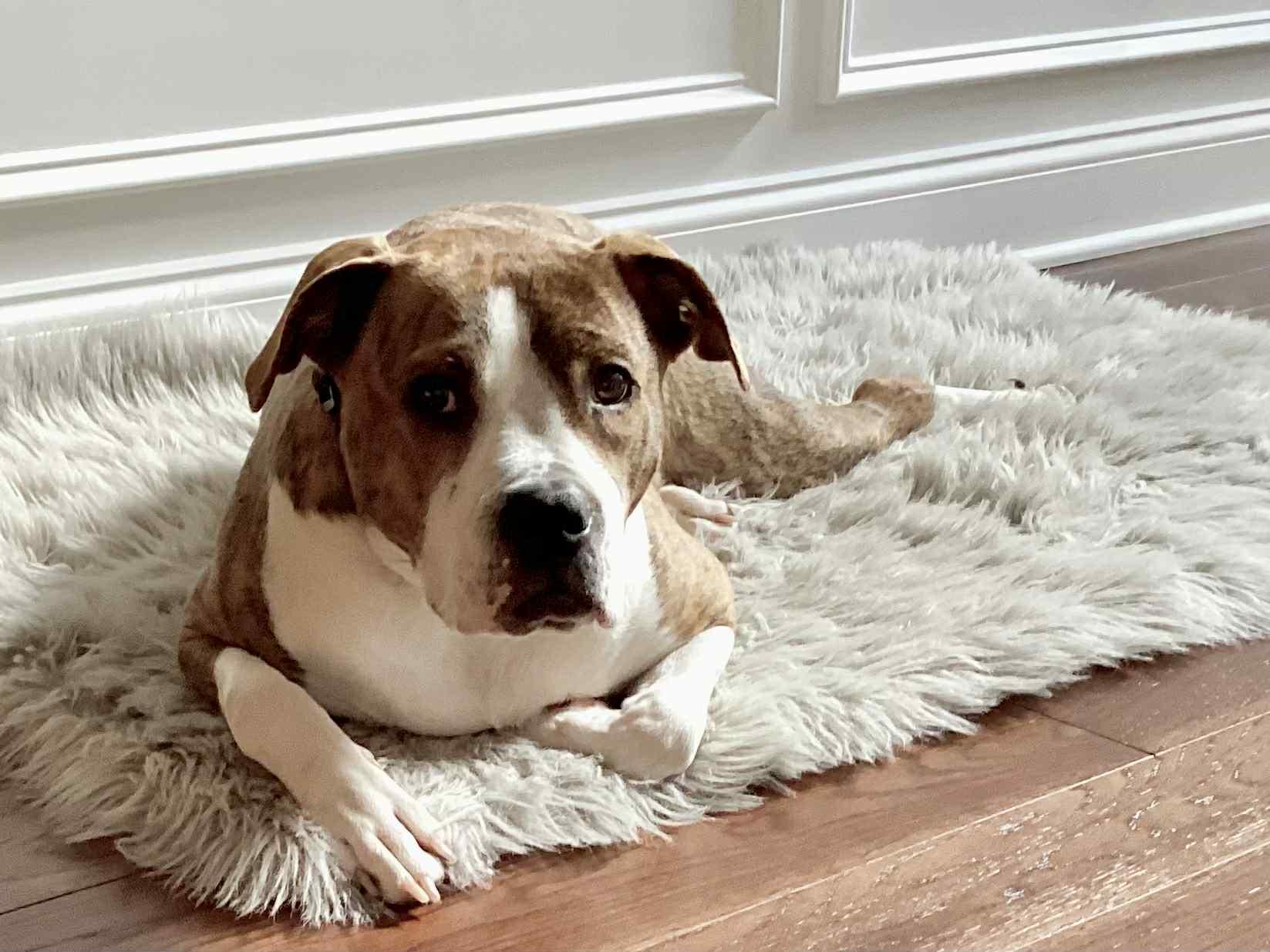 Milo, a Adoptable mixed breed in Succasunna, NJ image 4/4