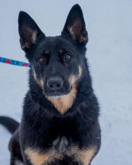 Enlarge Keysha, a Adoptable German Shepherd Dog in Pequot Lakes, MN image 1/3