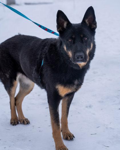 Keysha, Adoptable, Senior Female German Shepherd Dog.