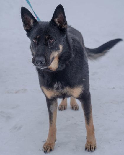 Keysha, a Adoptable German Shepherd Dog in Pequot Lakes, MN image 2/3