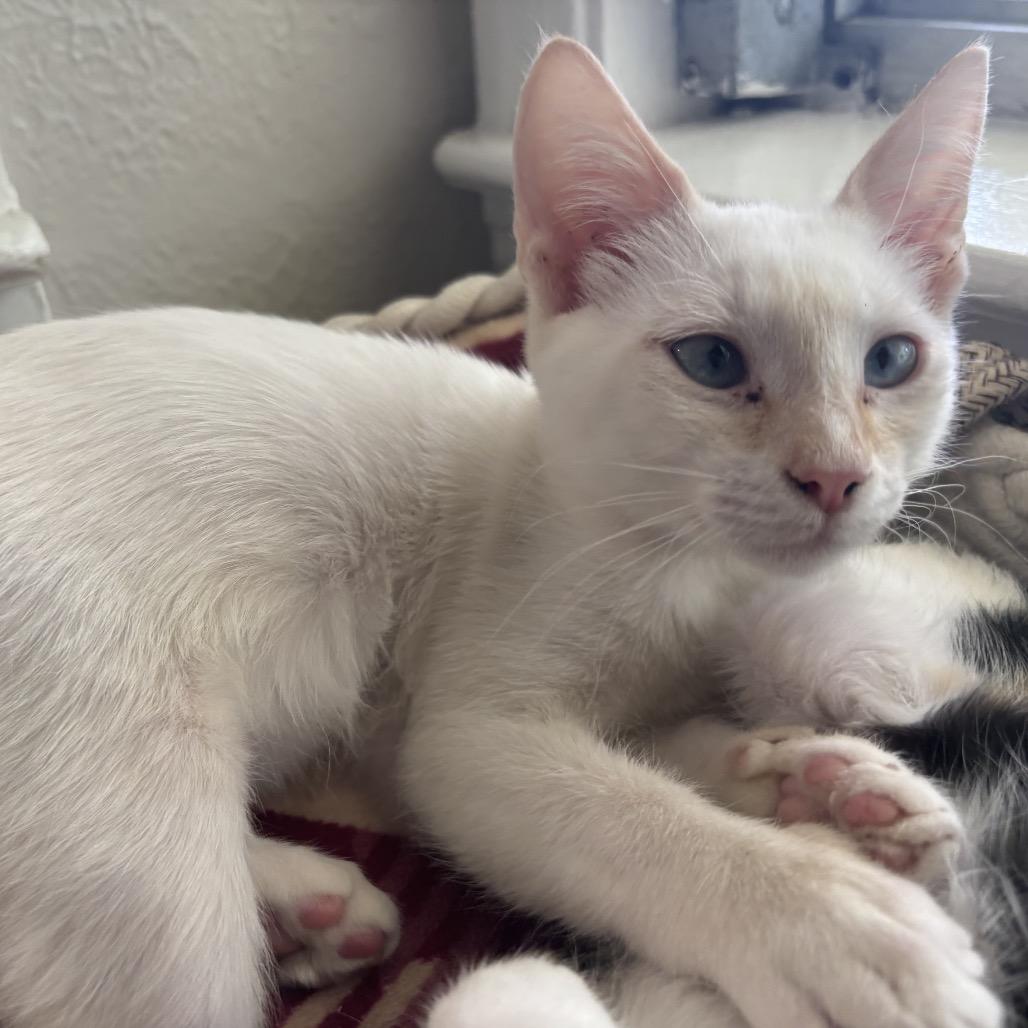 Ellis Dyal-KV, Adoptable, Kitten Male Siamese & Domestic Short Hair.
