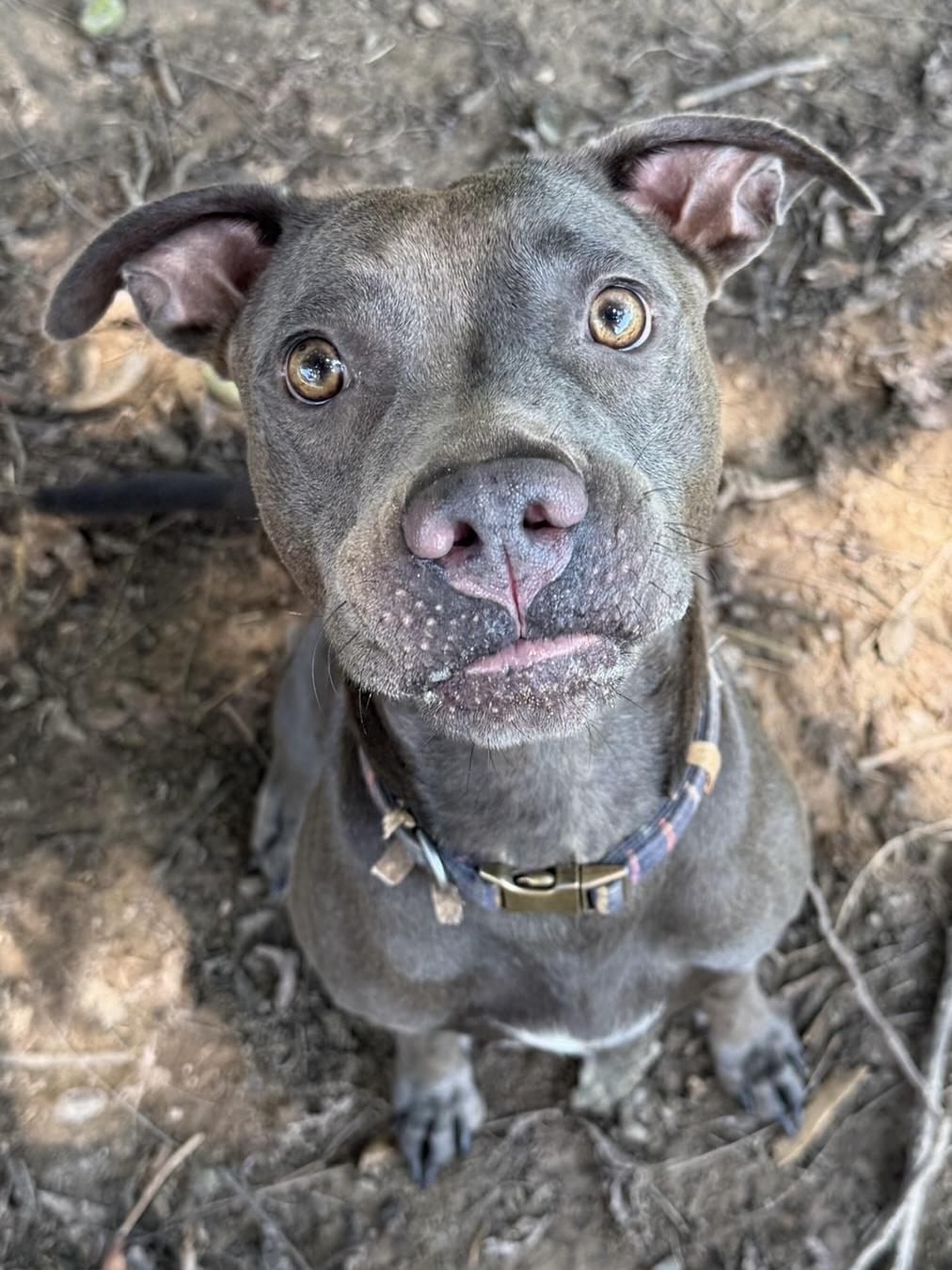 Enlarge Vesta, a Adoptable mixed breed in Monroeville, PA image 3/6